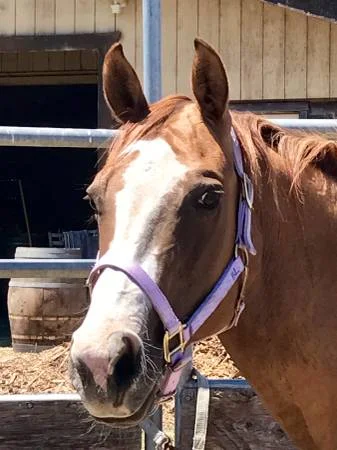 KELLY We were able to find Kelly a home as a companion and friend to a gelding and teenage girl right here in Petaluma. We wish Kelly many years living the life of luxury as a beloved pet. September 2017
