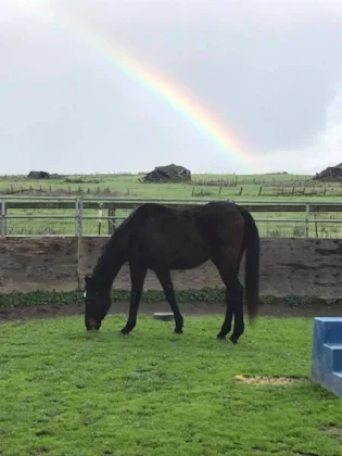 Watson found a forever home Congratulations to him he gets to live in Napa lucky guy with a women who loves loves loves him as we do. We could not be happier for them both!!