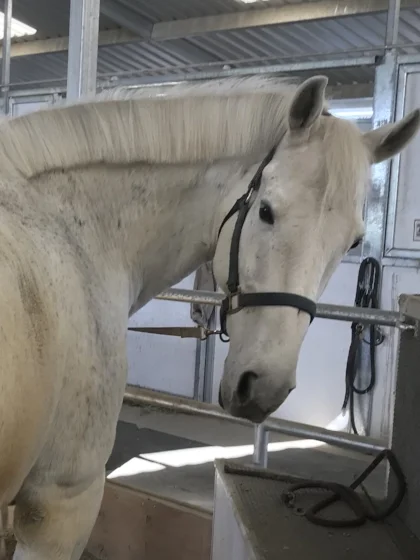 UNO IS HERE just arrived February 27 , 2018. He is 16 year old Dutch Warm Blood gelding! An absolutely gorgeous grey hunter who needs to do flat work- a perfect addition to our program- An imported dream horse who the owner felt would thrive in our program. Available for lessons and sponsorship now. We are working on getting back in shape but he is going nicely under saddle