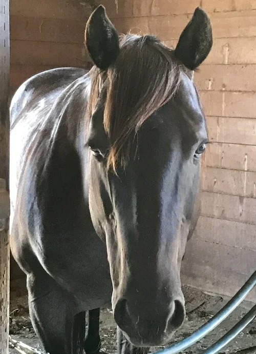 Butch went to his forever home in Sonoma July 9, 2018 after one year with S2CR. We are happy he went to join Ollie in retirement with the greatest family! We are so happy for him and to be a part in his journey.