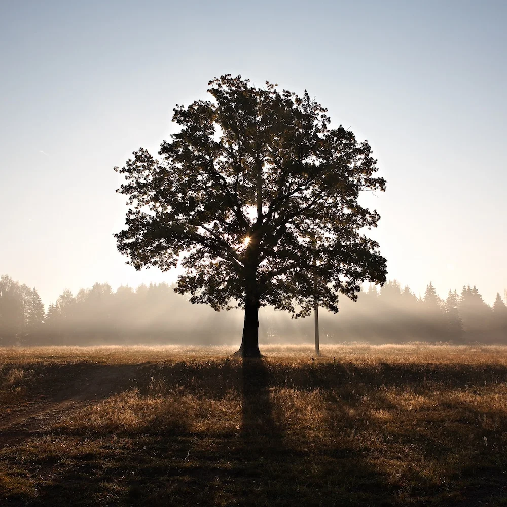 Grounding and Centering / Tree Visualization