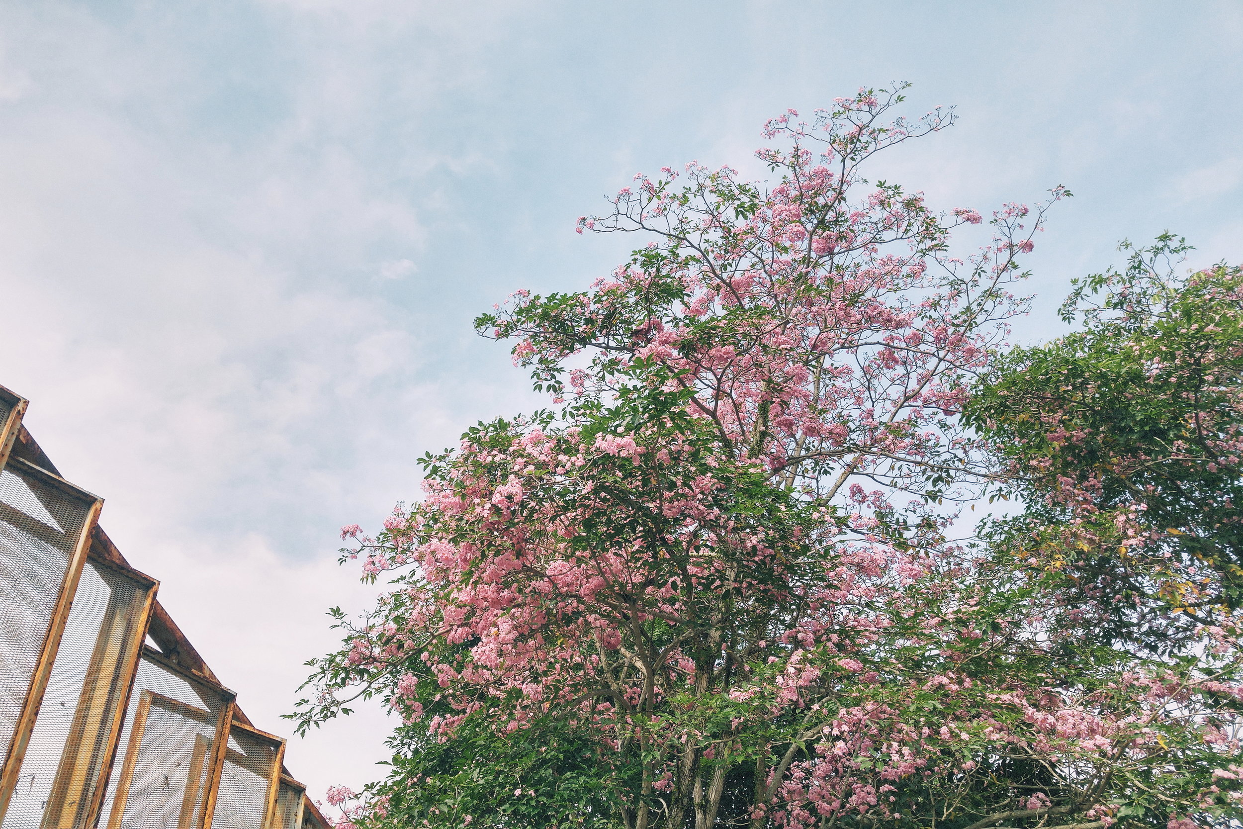 the pink tree.