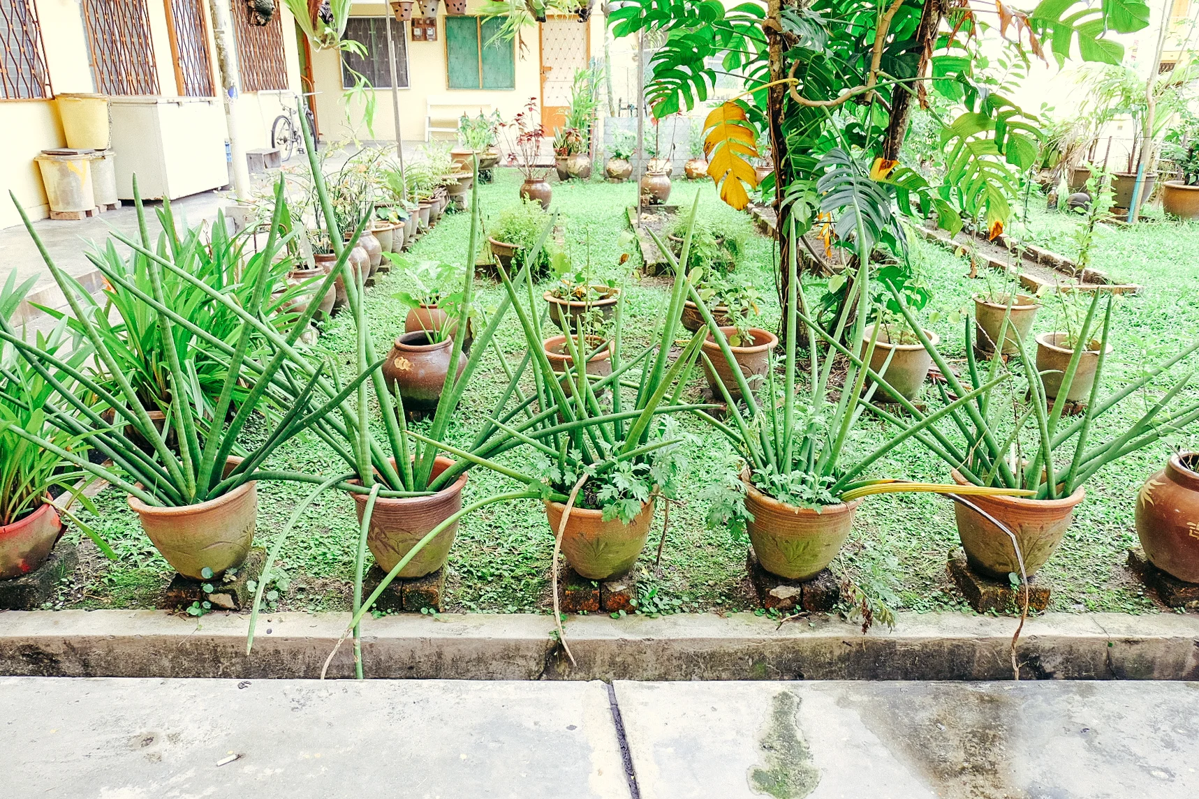 someone's been tending to this garden, creating rows of plants in a supposedly empty lot.