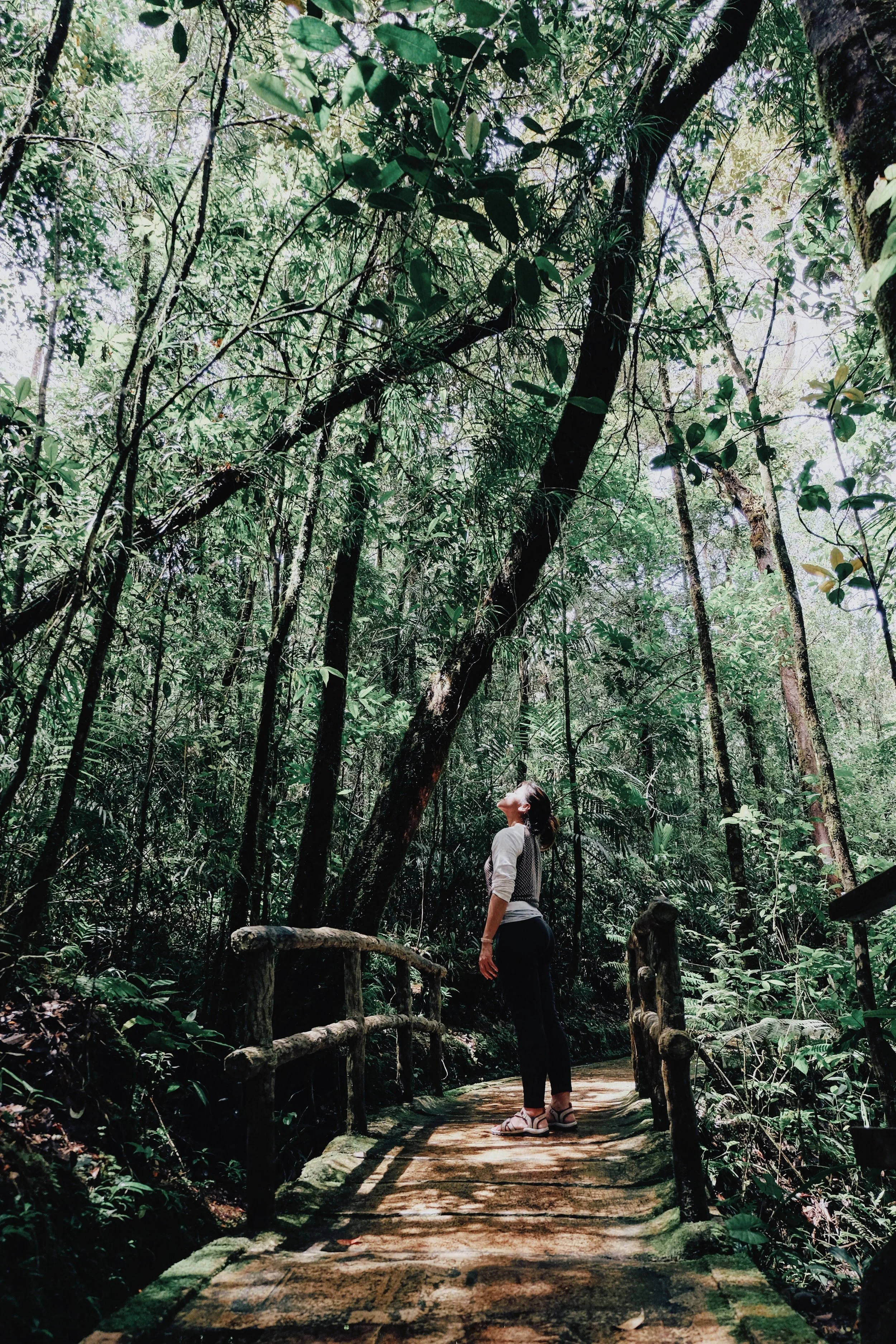 Towering trees at KInabalu National Park, May 2017