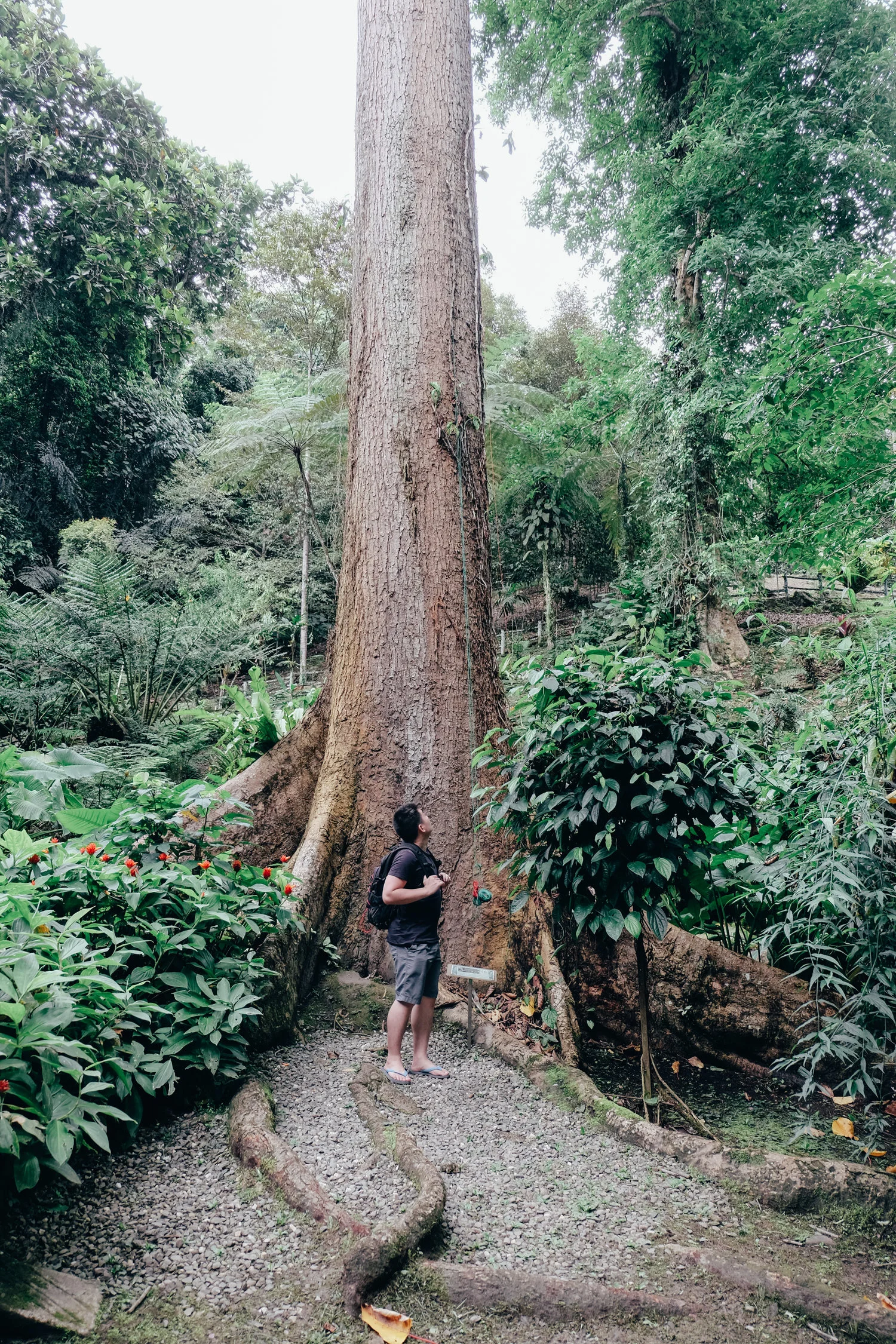poring hot springs and nature reserve, sabah