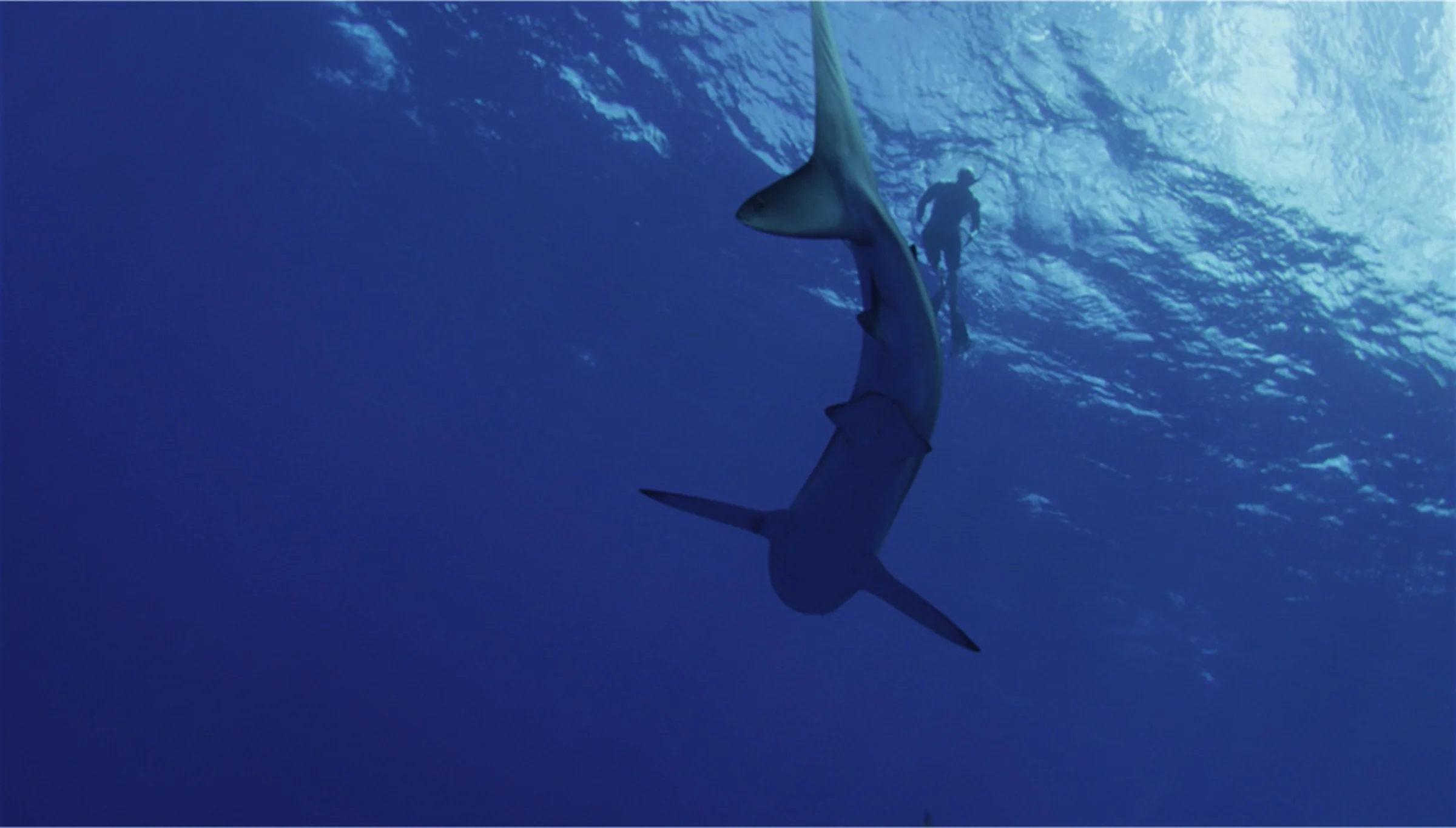 Shark shot 2.jpg