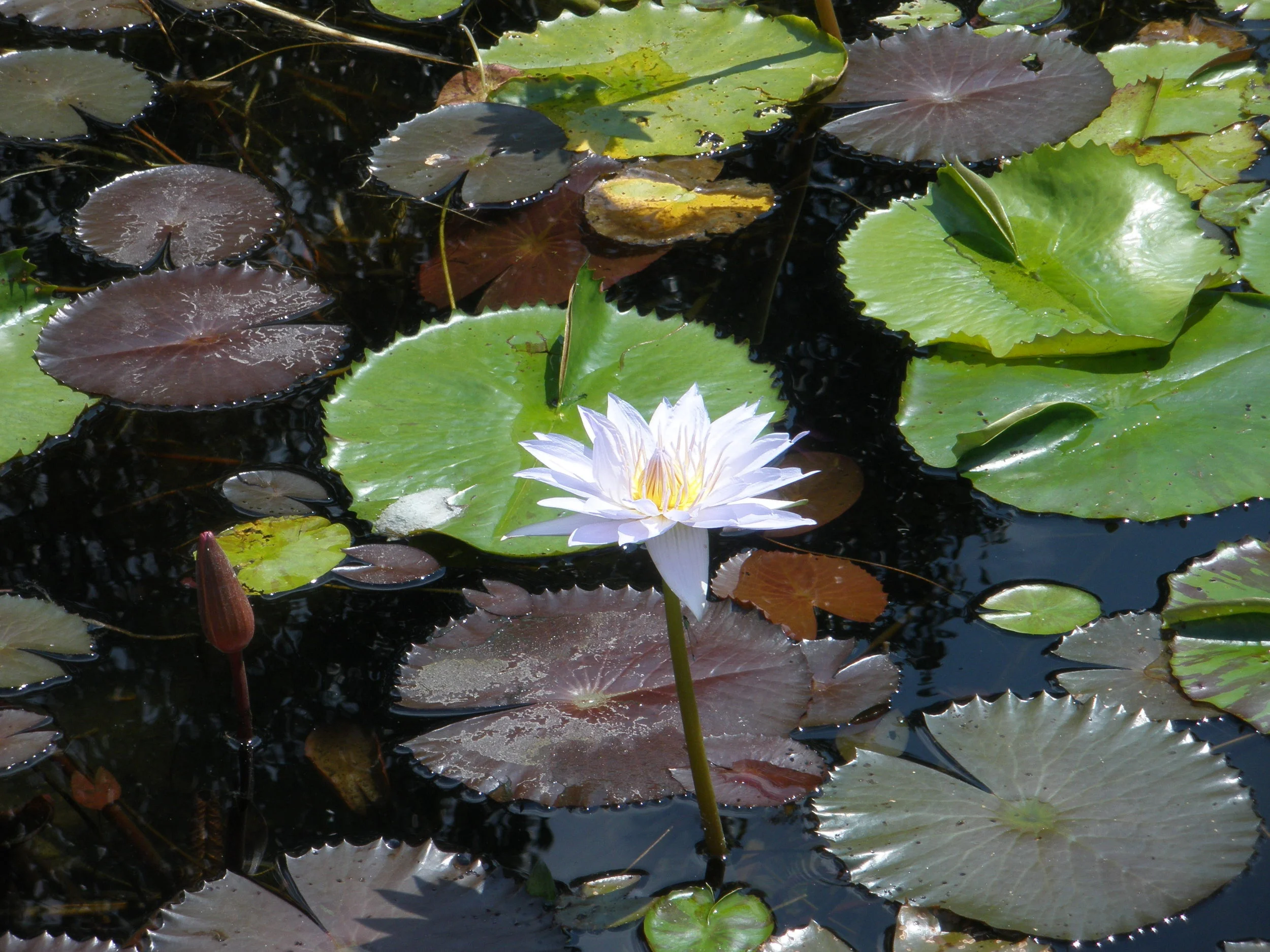 O'le Monet