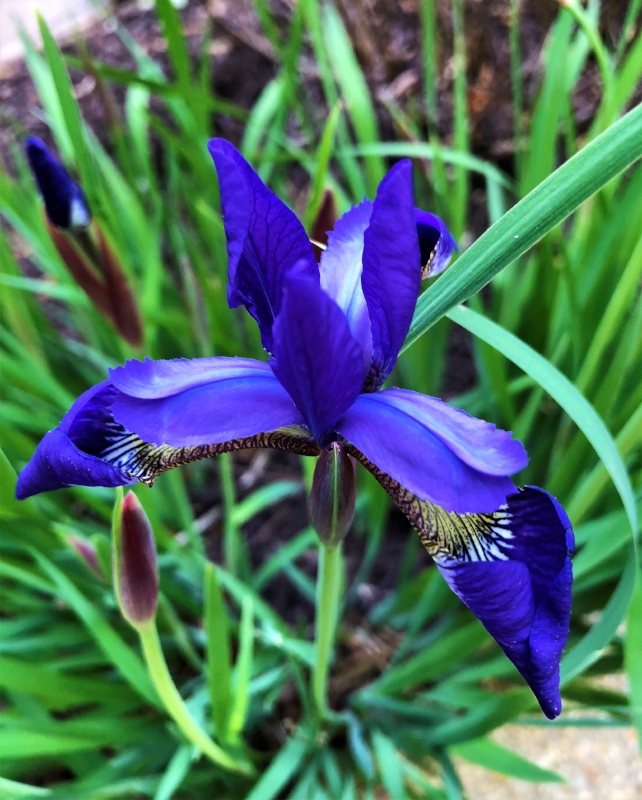 Mom and Dad's Iris.jpg