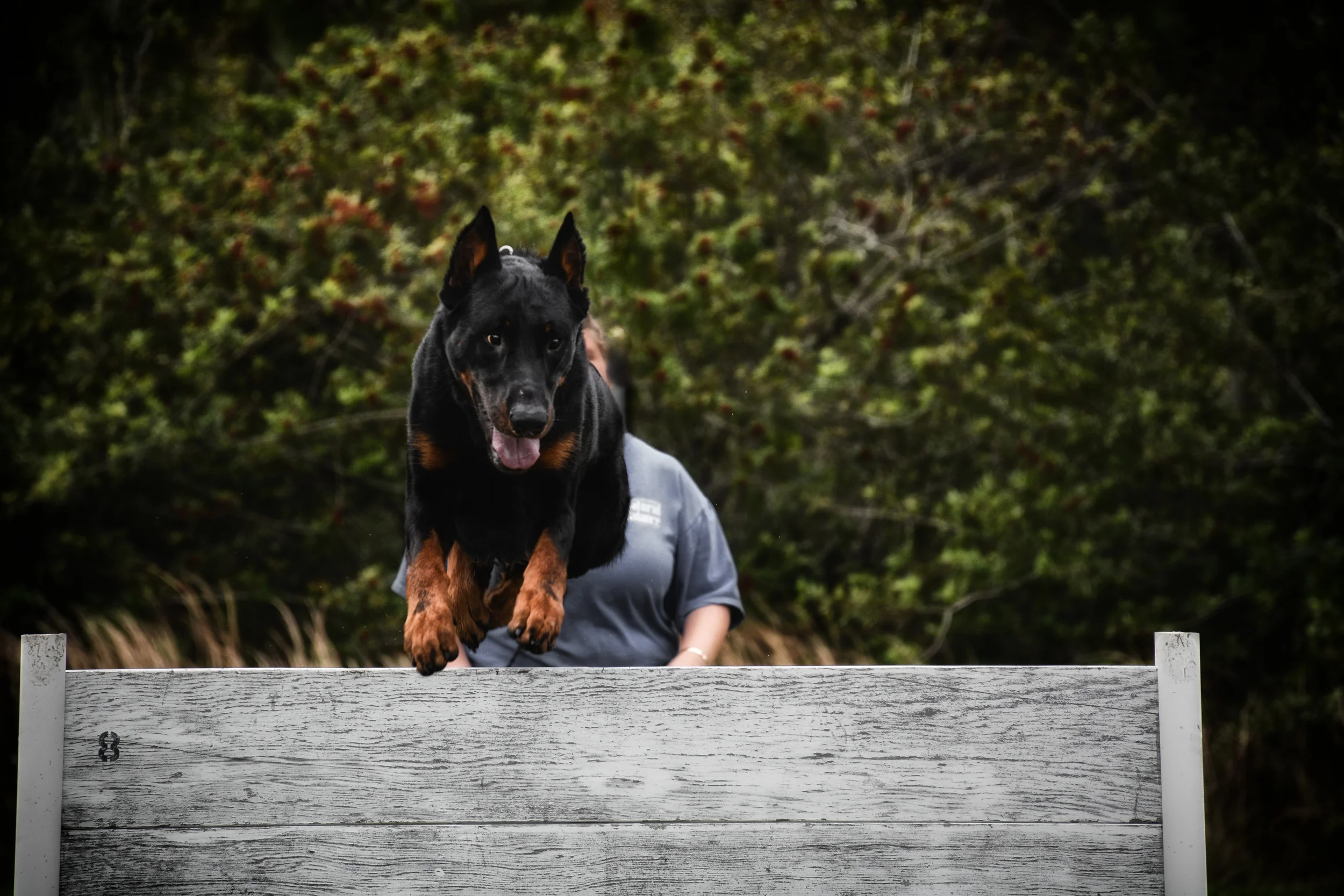 beauceron schutzhund