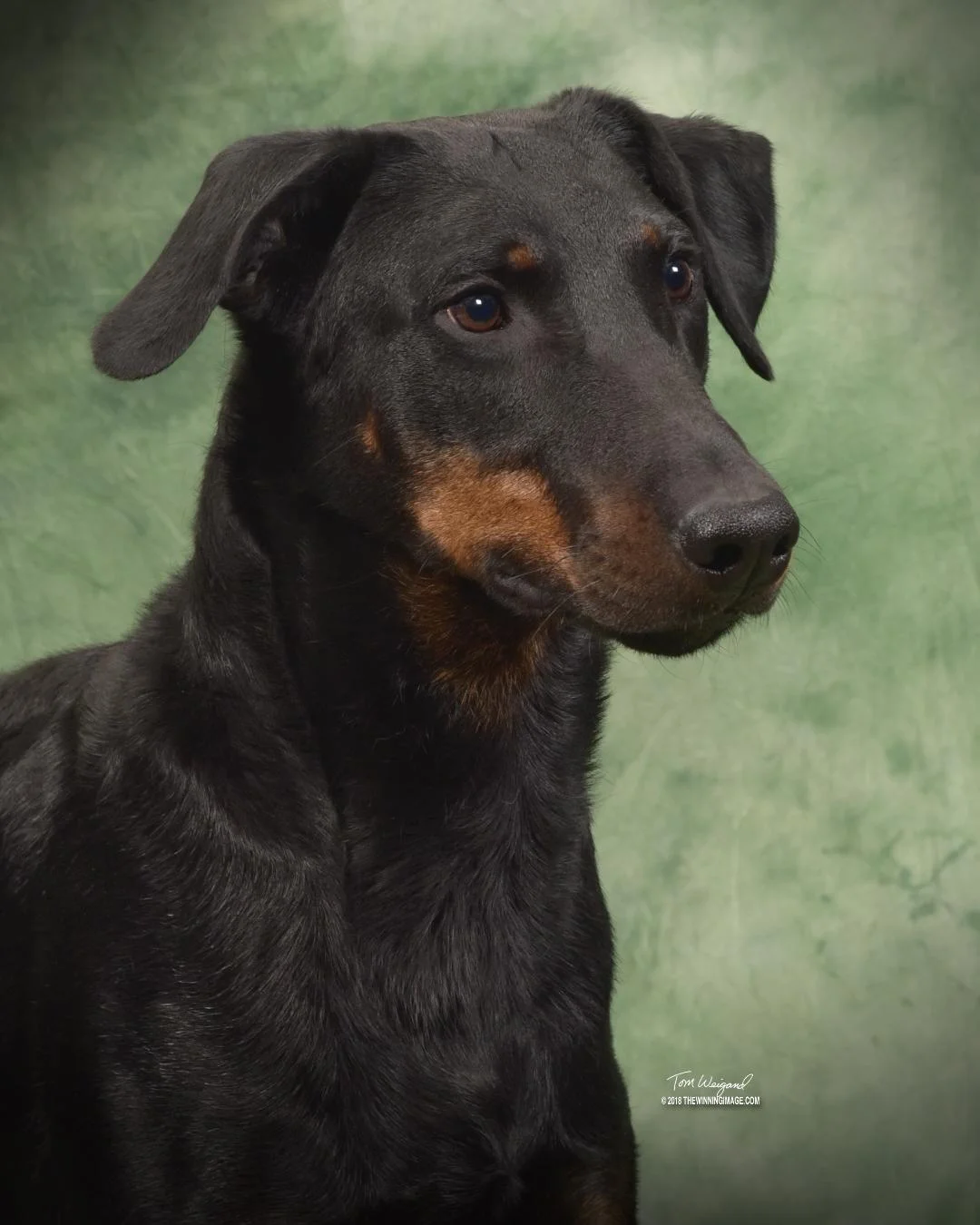 Mox, IPO1 IPO High in Trial - First beauceron in the USA to accomplish this