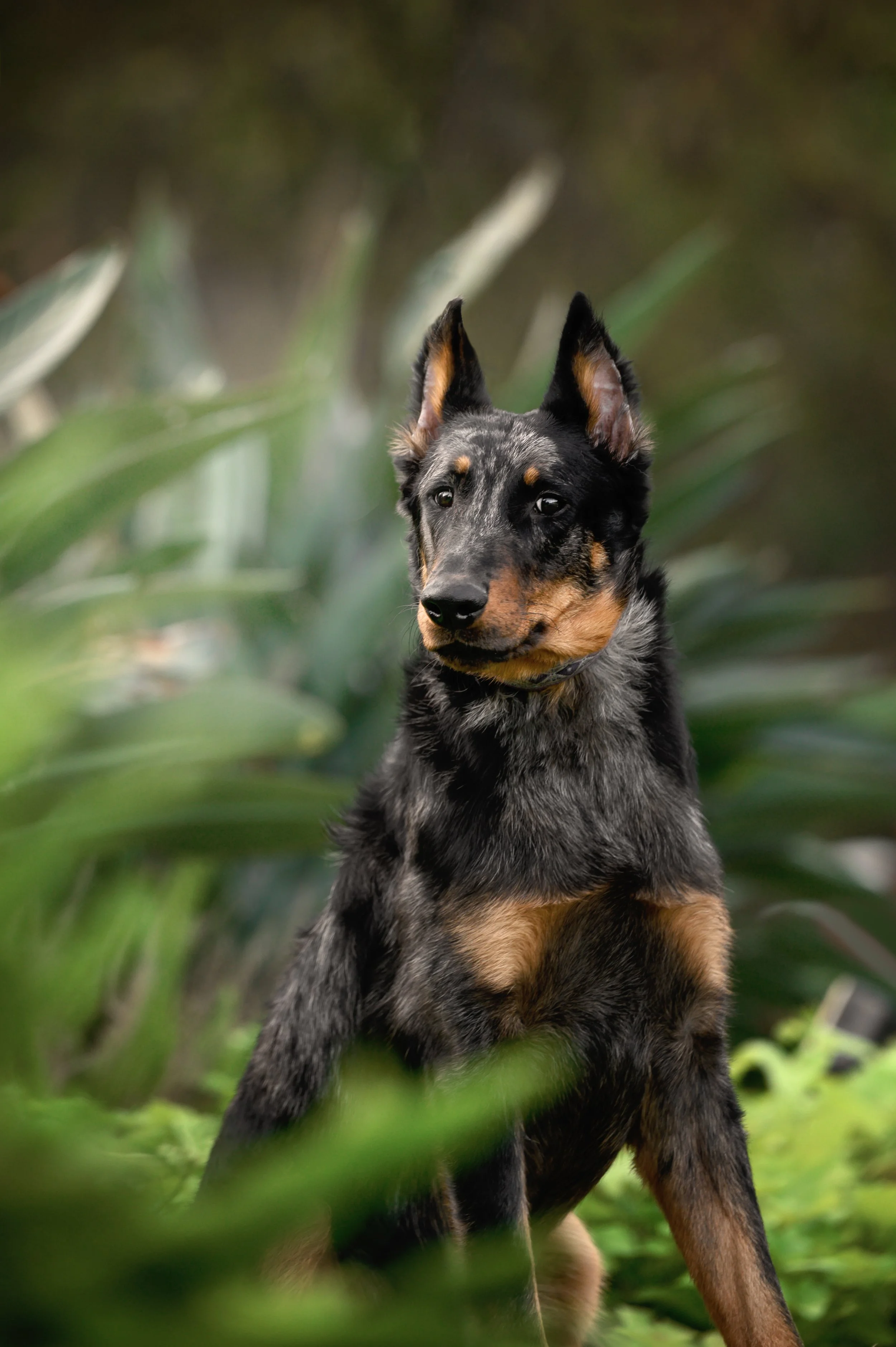 TangoZV2_5549 copy.jpeg