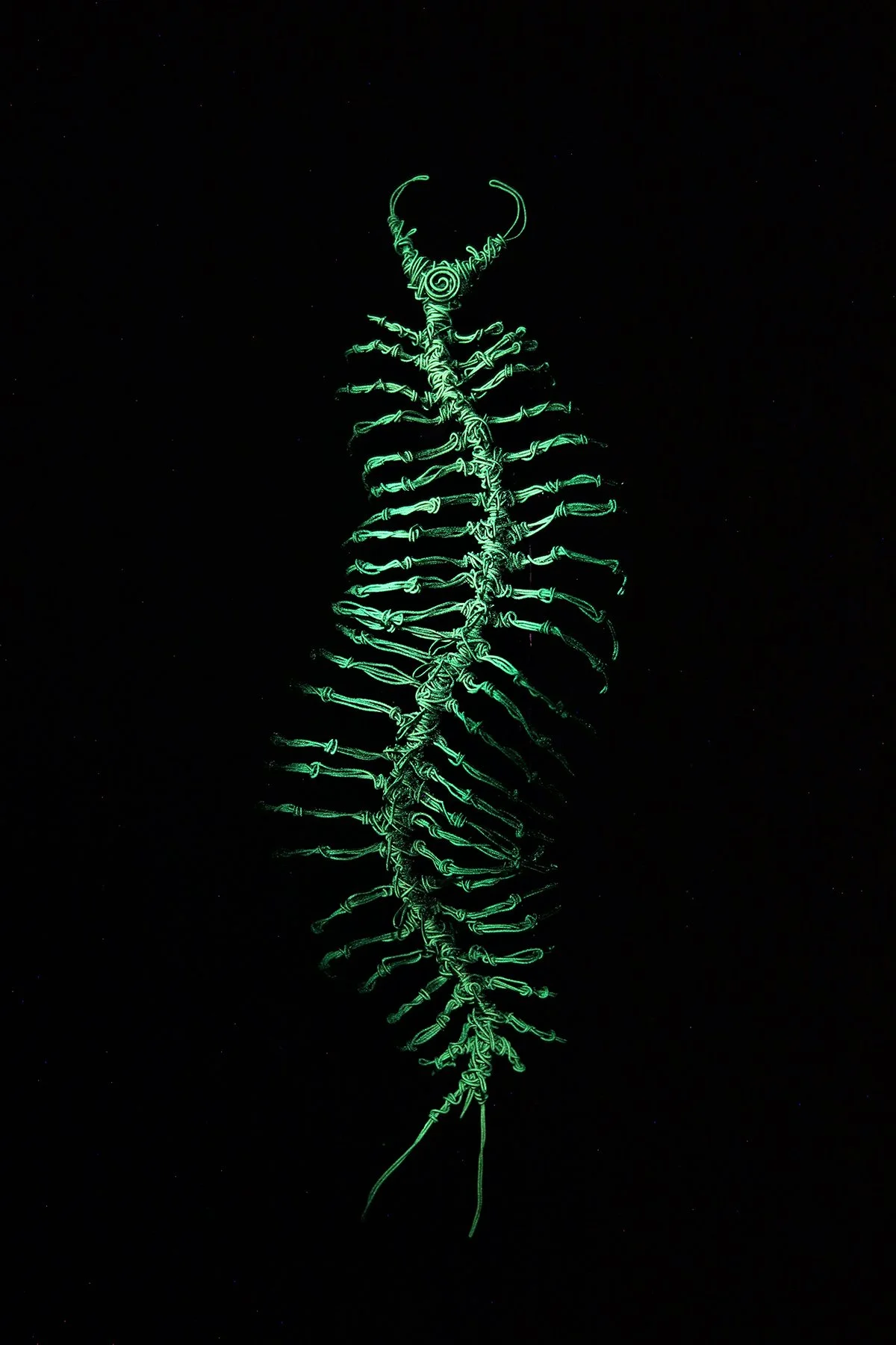 EDWARDS CRYPTODERMIA SCOLOPENDRA IMG_7909.jpg