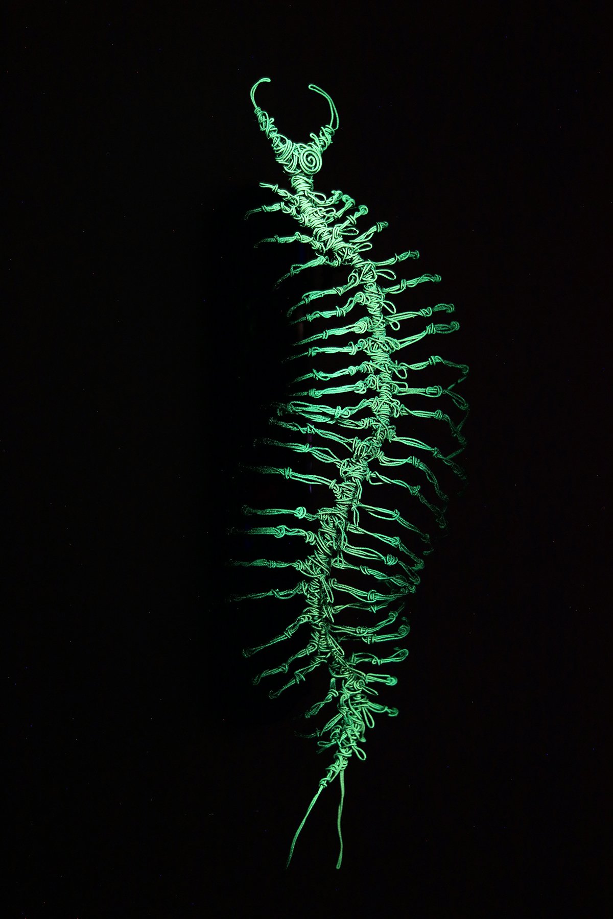 SCOLOPENDRA