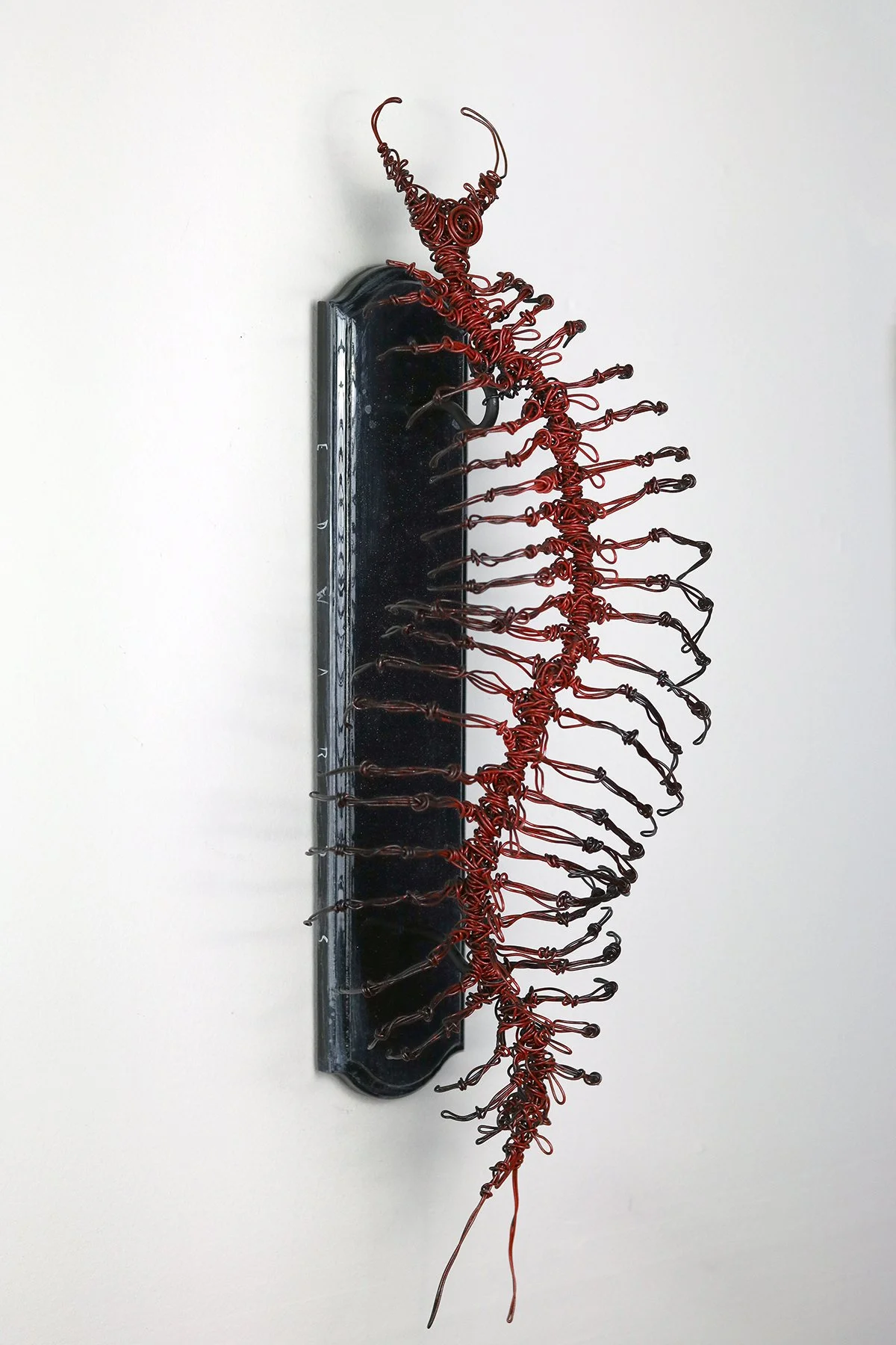 SCOLOPENDRA