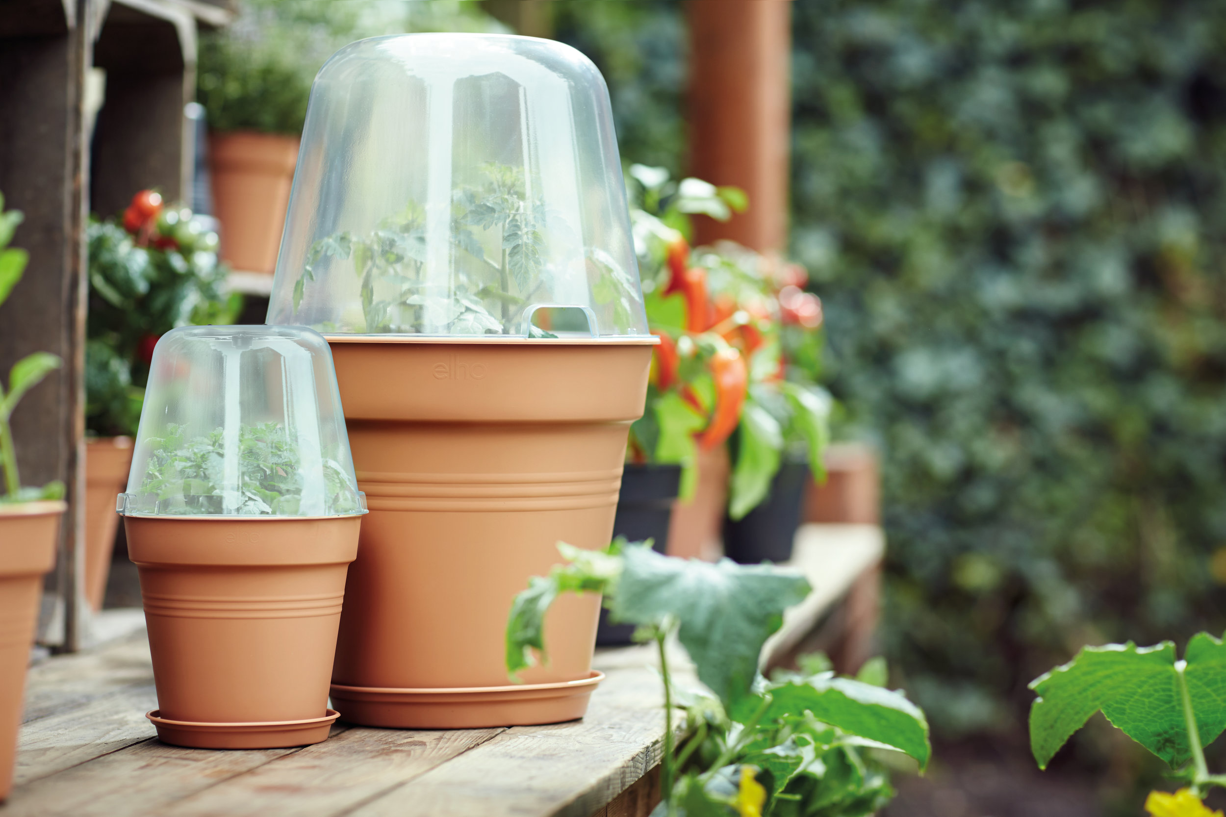 green basics grow house round.i1.jpg