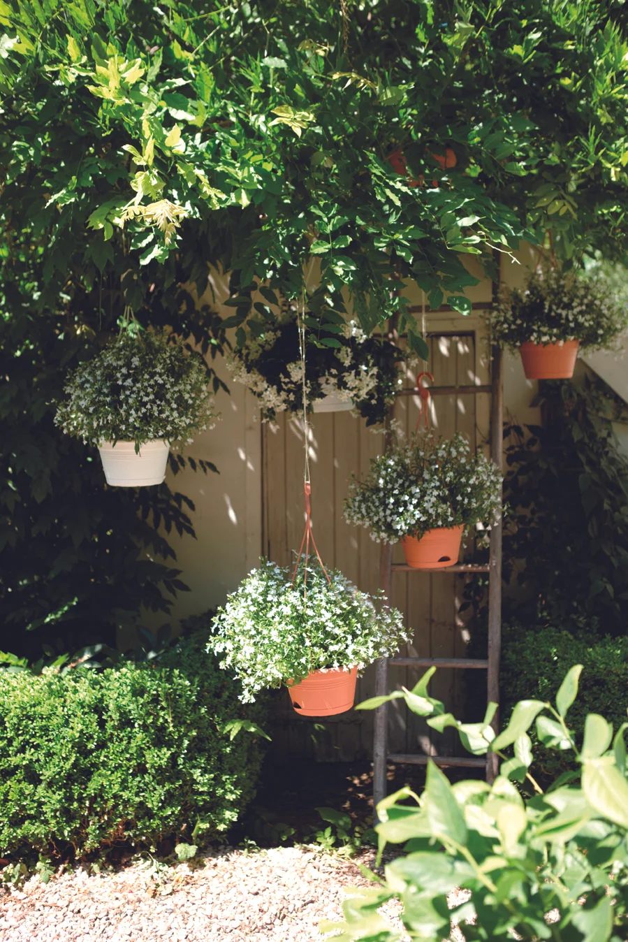 green basics hanging basket.i1.jpg