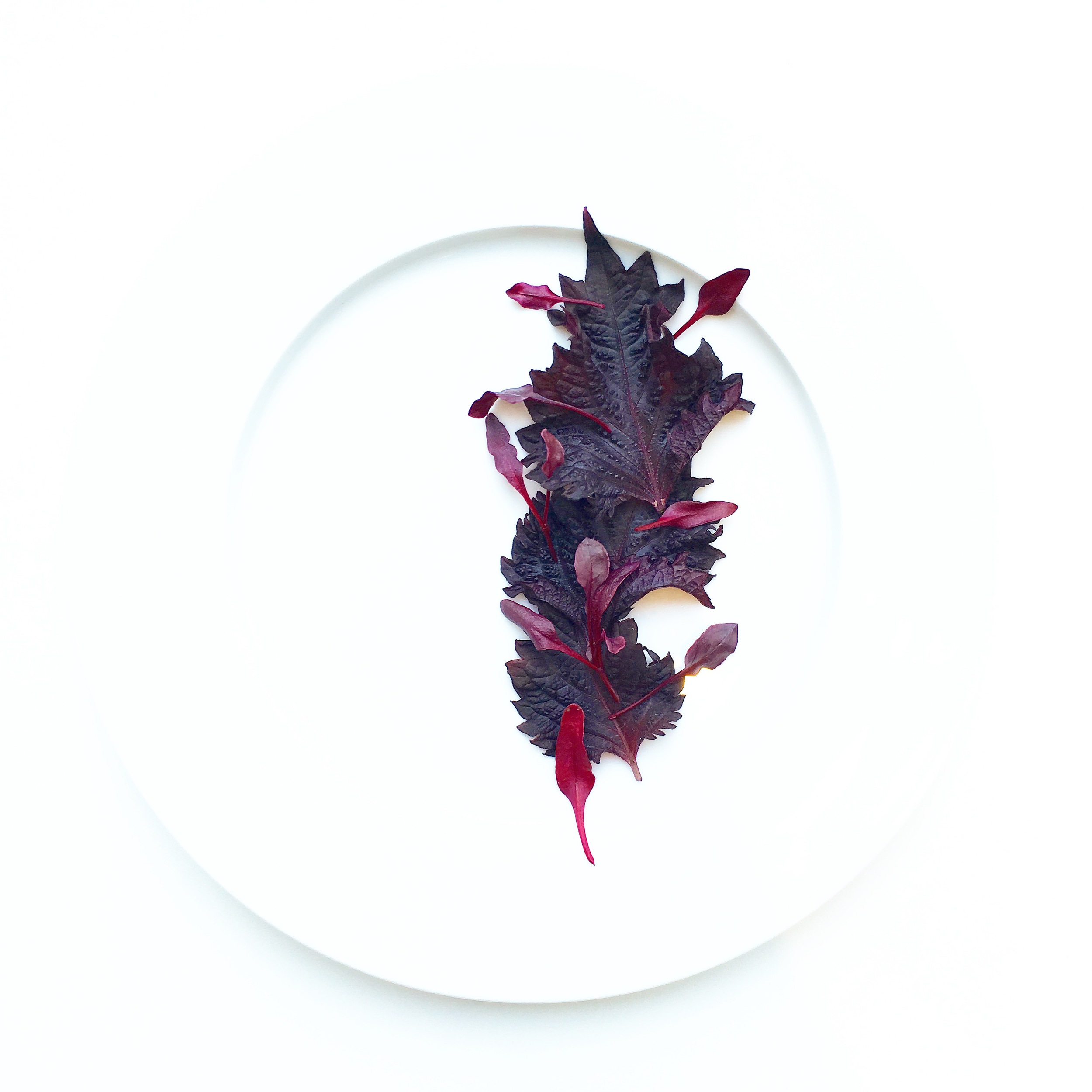 Red Shiso, Micro Beets. Grown at Farm.One.