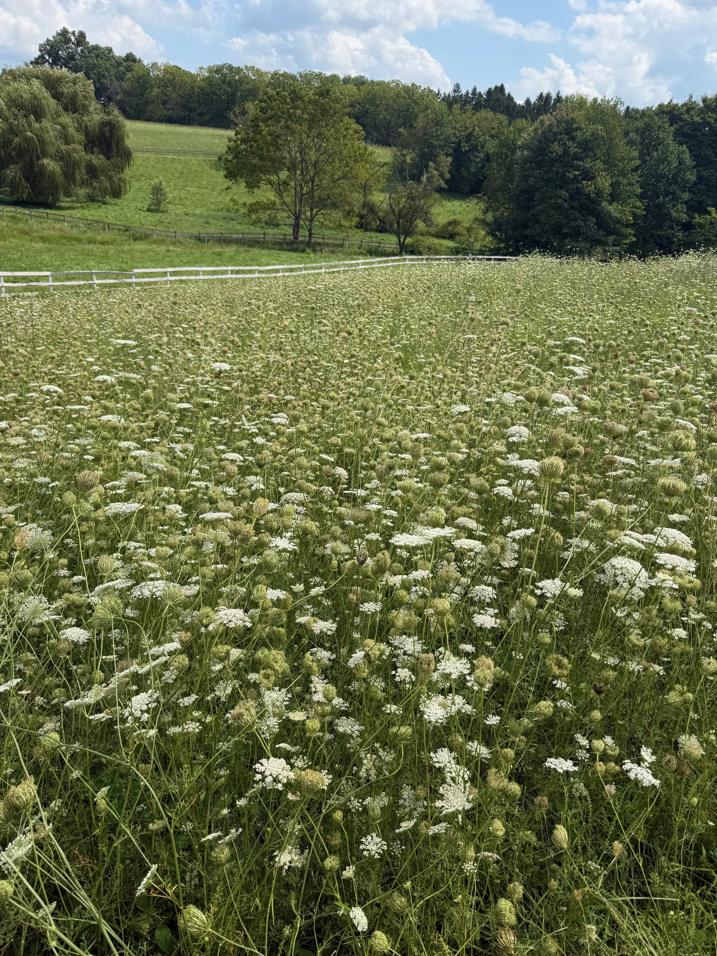 Wild Carrots in field