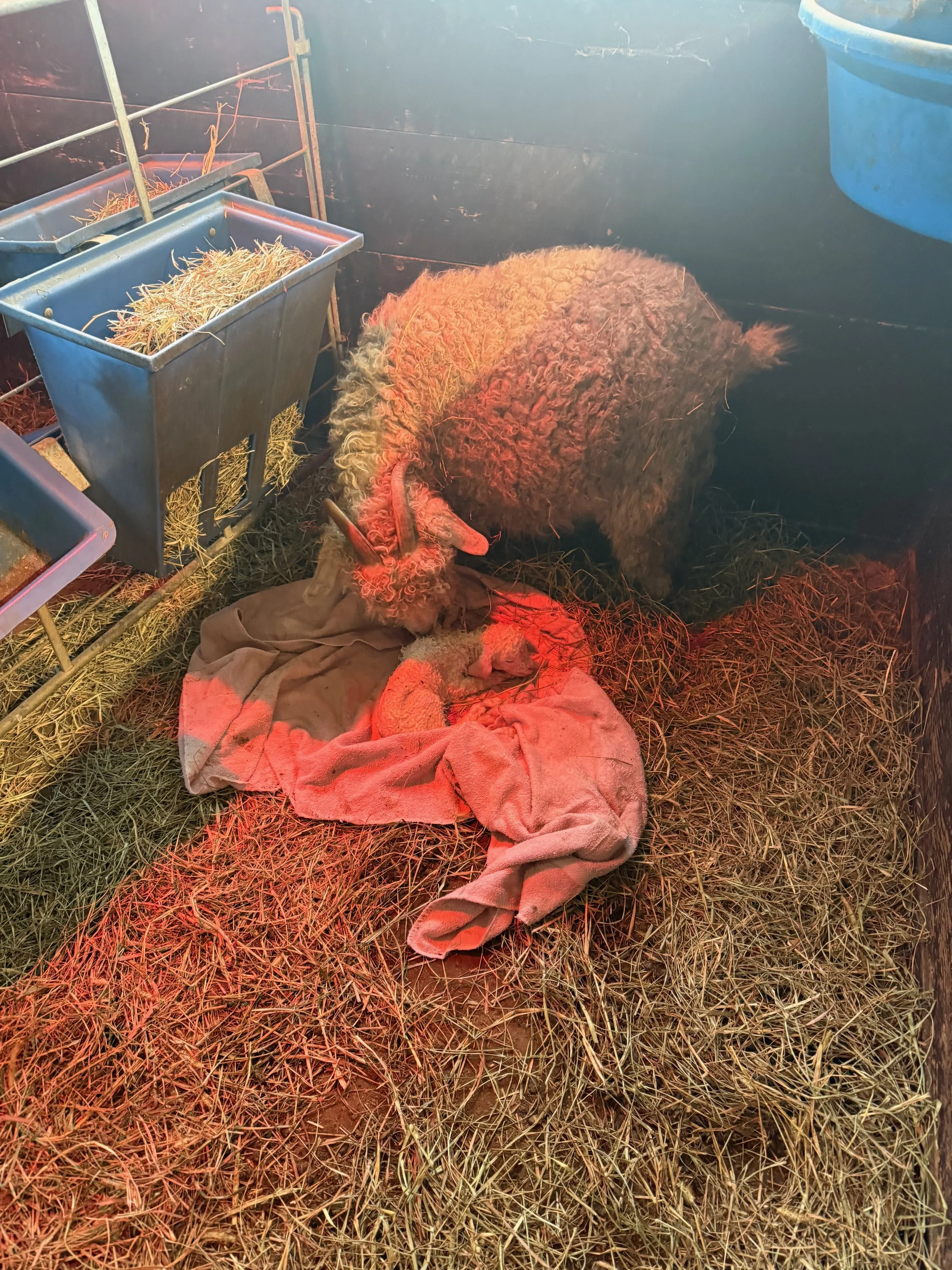 Mom and new-born Angora goat