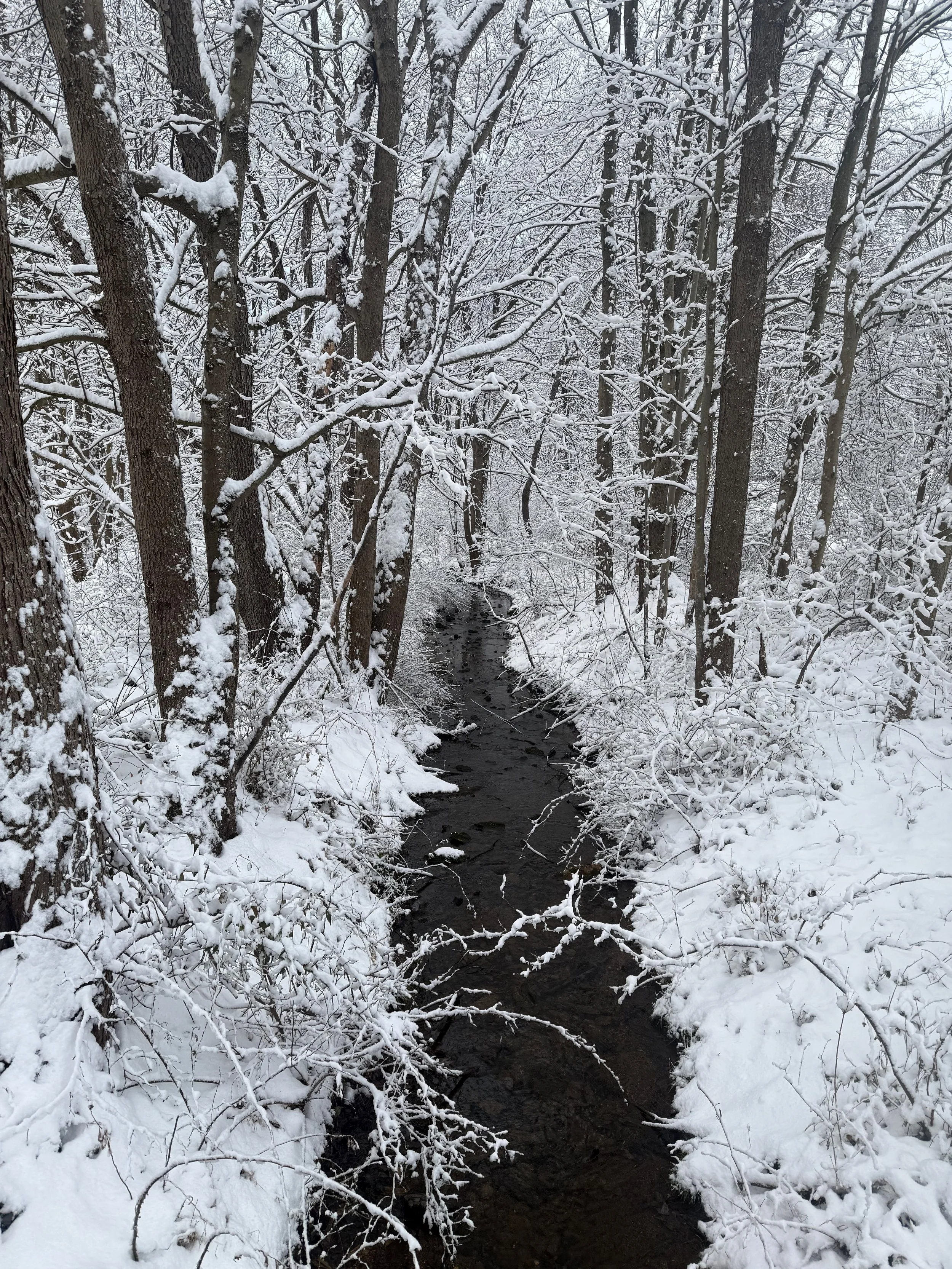 stream and forest after snowfall