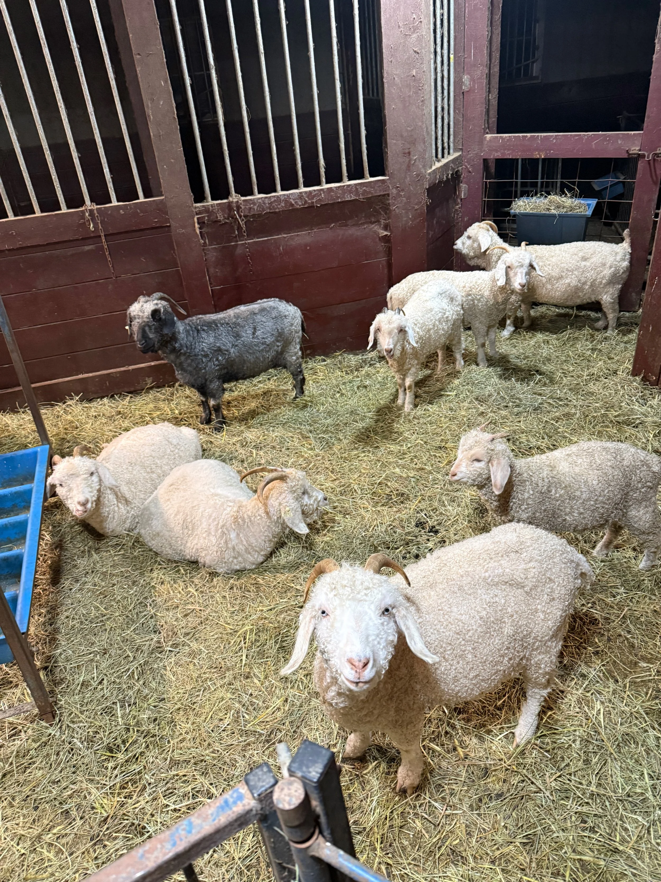 Angora goats inside the barn