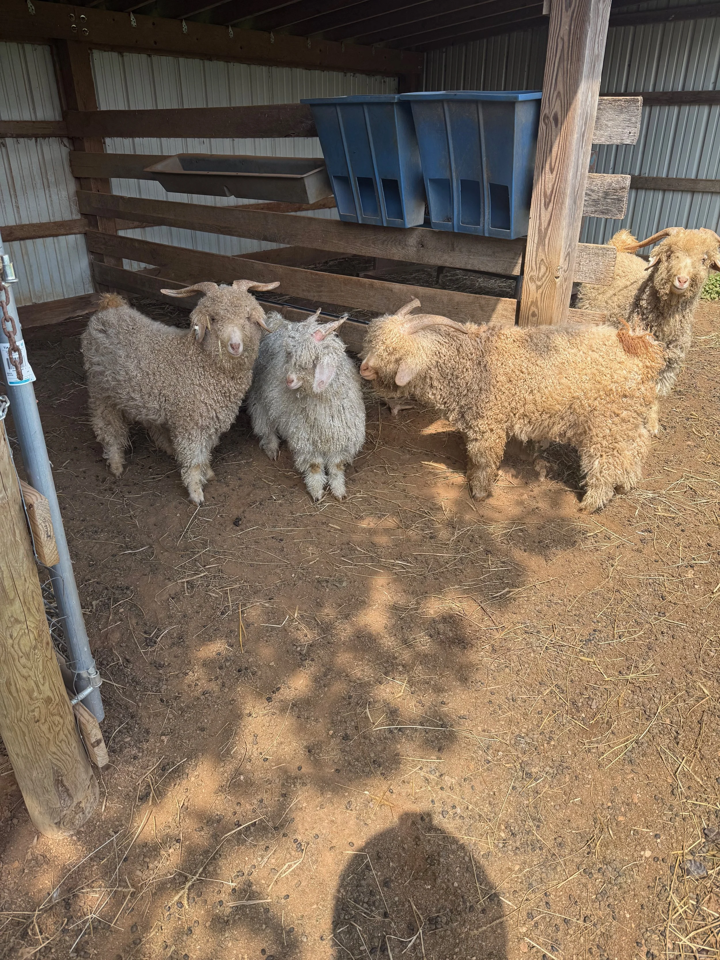 Angora Goats