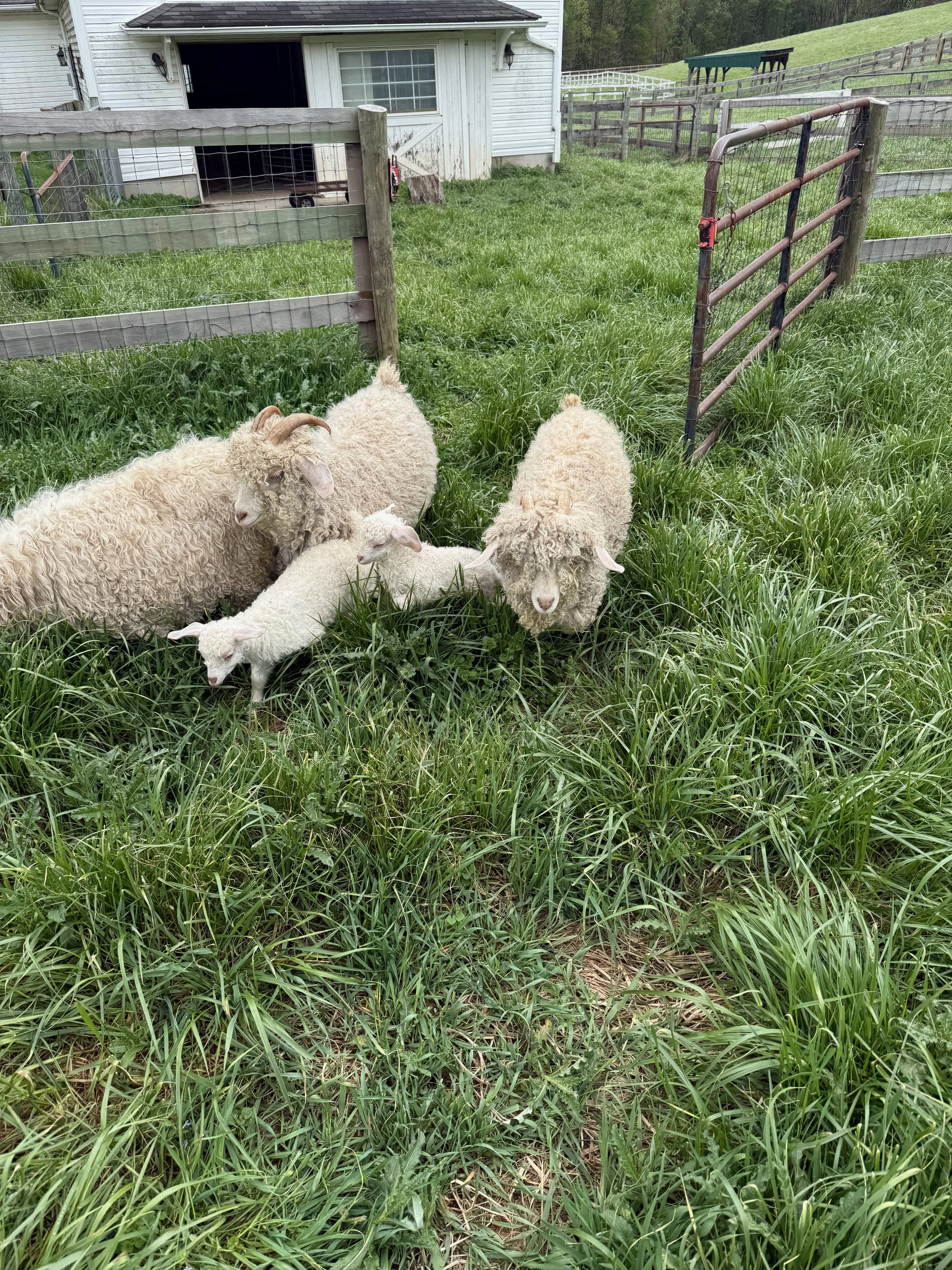 baby Angora goats enjoying the pasture