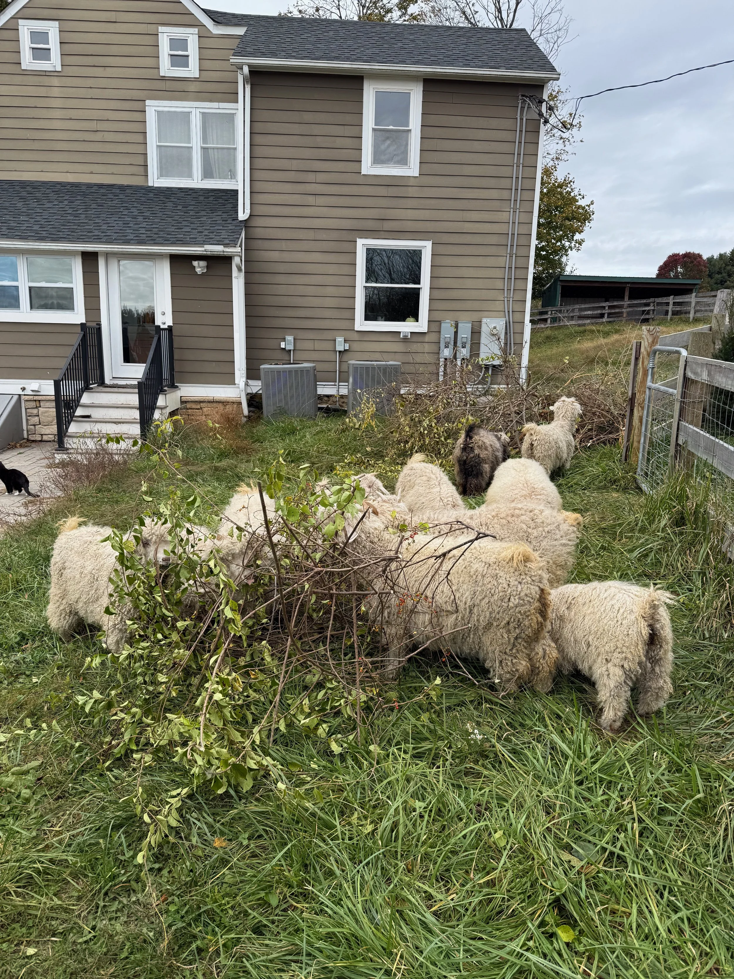 Angora Goats eating leaves