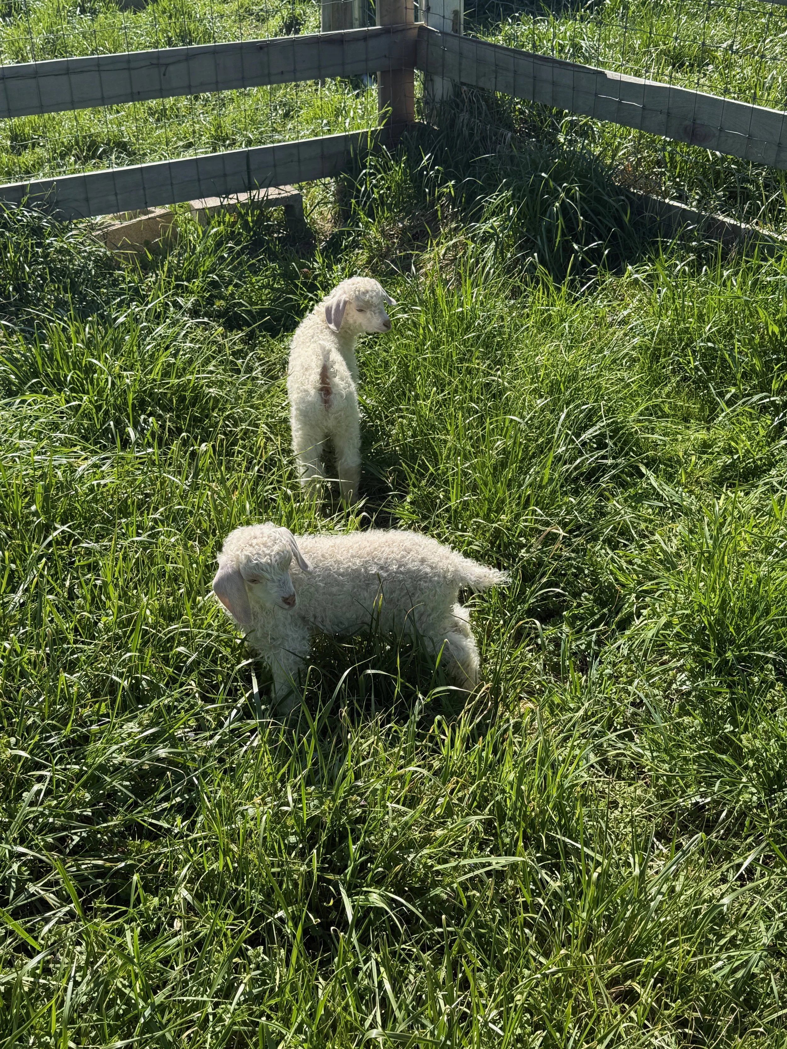 Baby Angora Goats