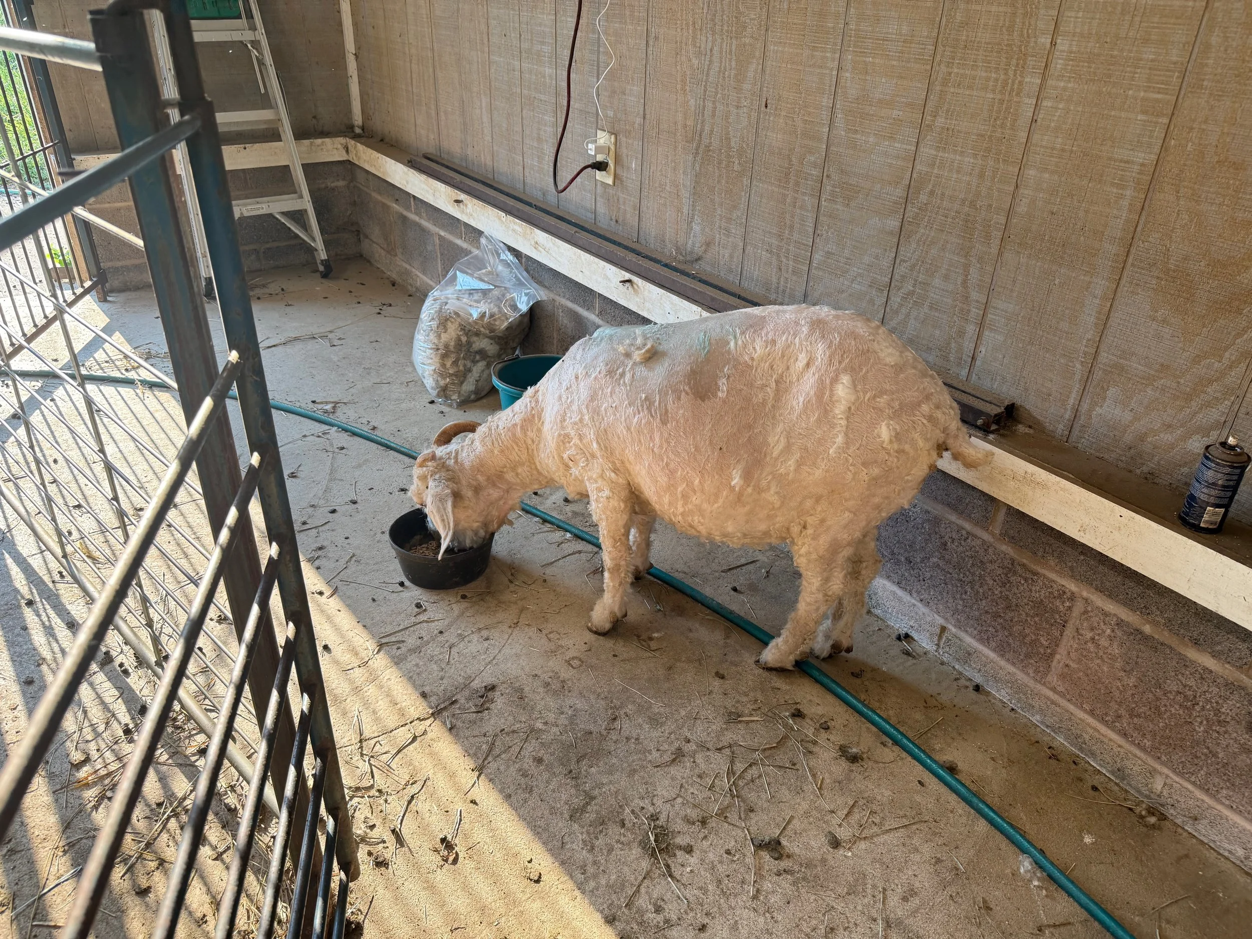 Angora Goat eating grain