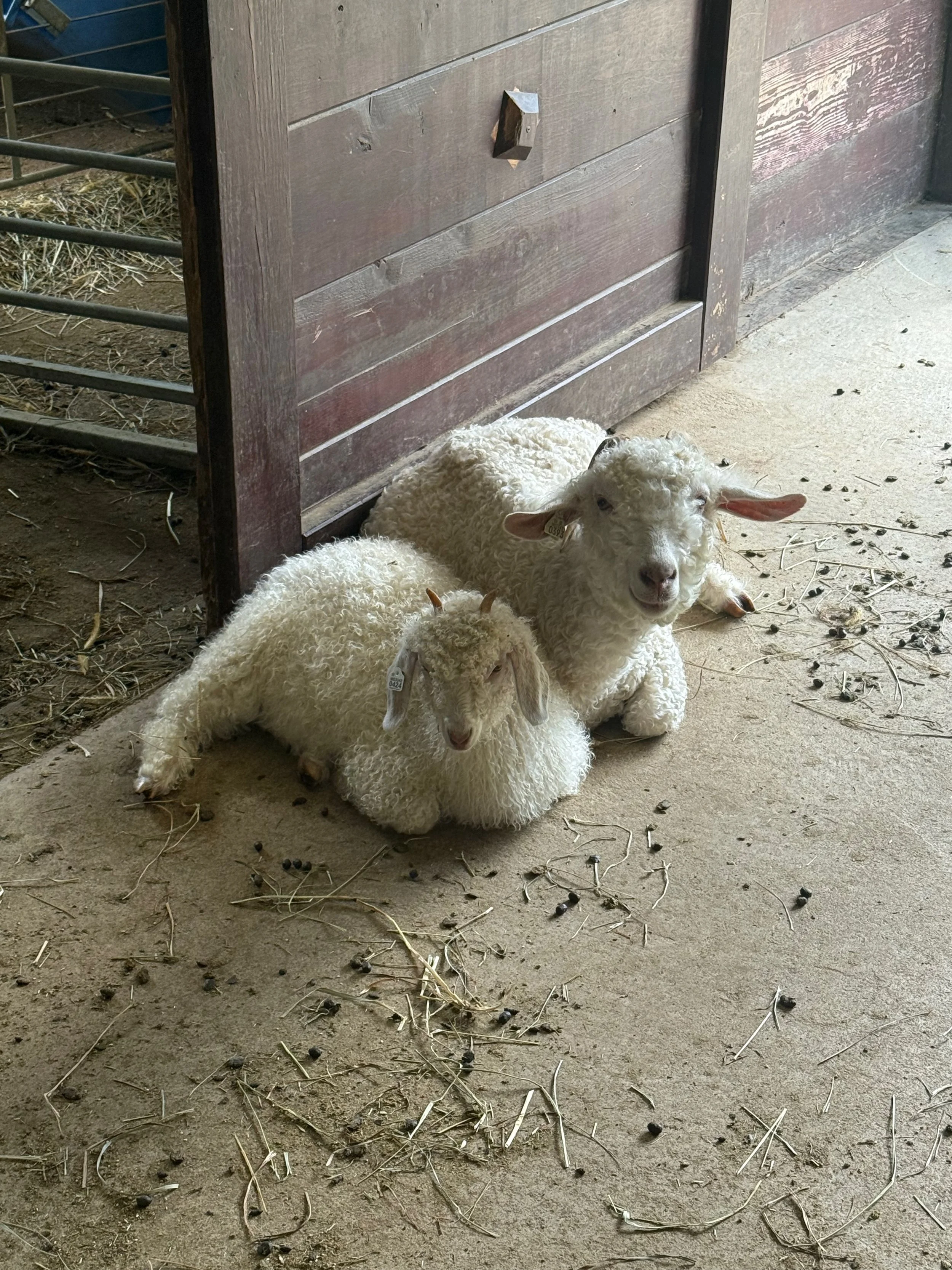 Angora doe and kid