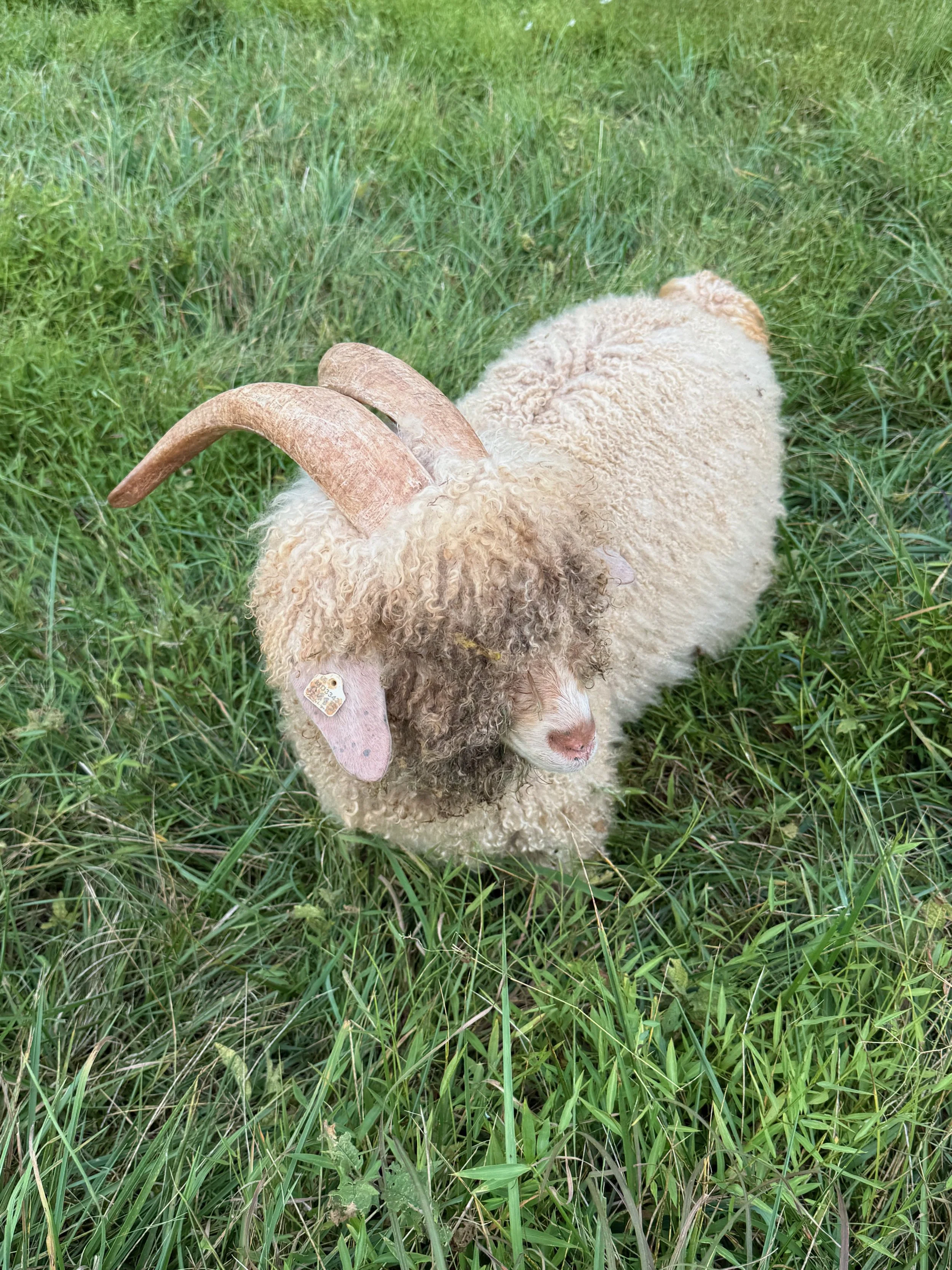 Angora Buck - Garlic
