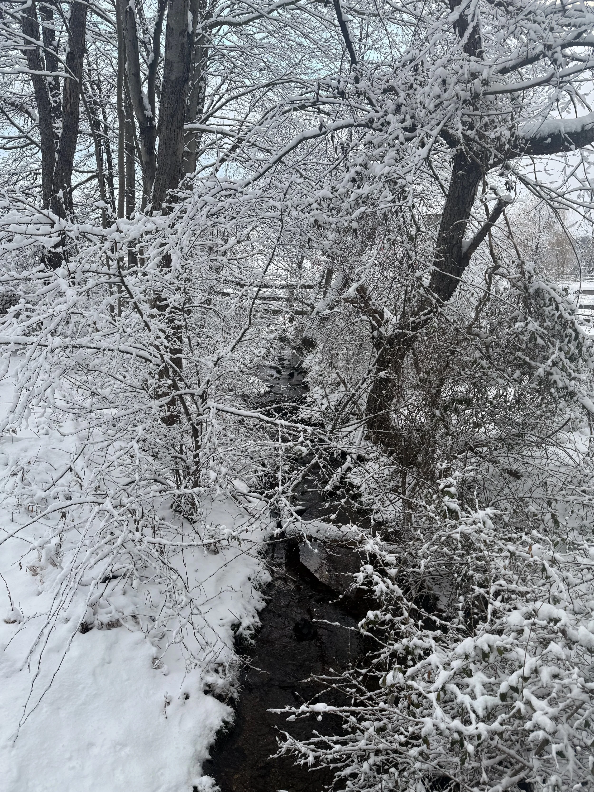 Creek and woods after snowfall