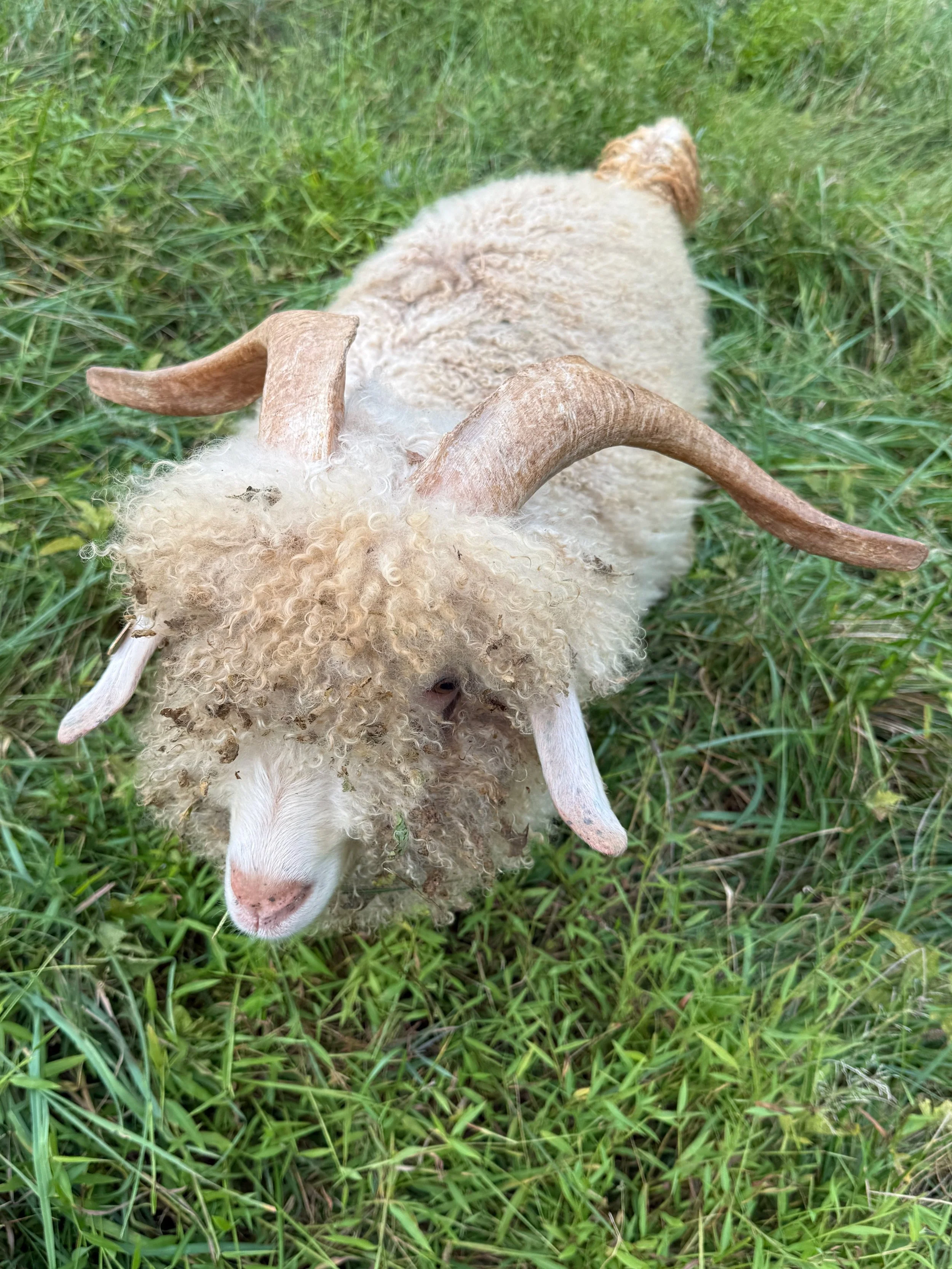 Angora Buck - Paprika