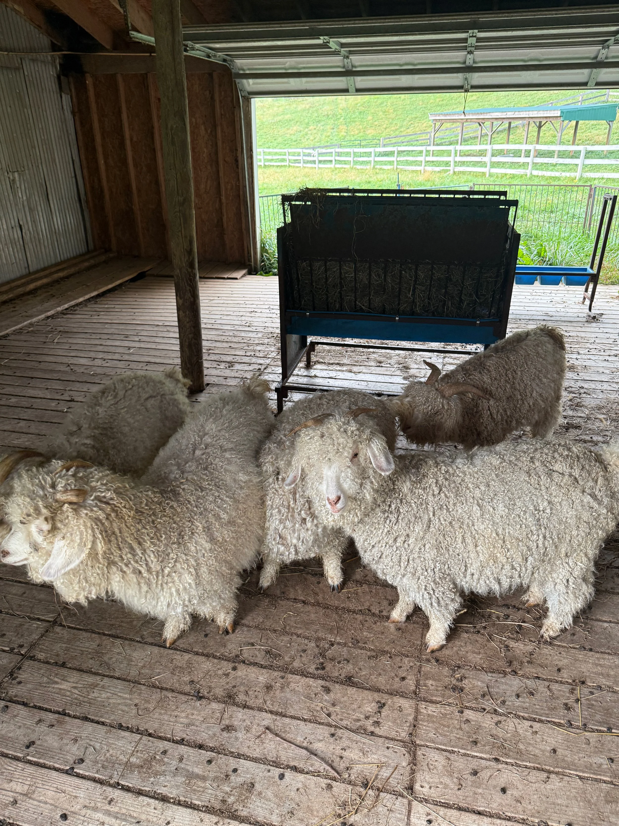 Goats in breeding season