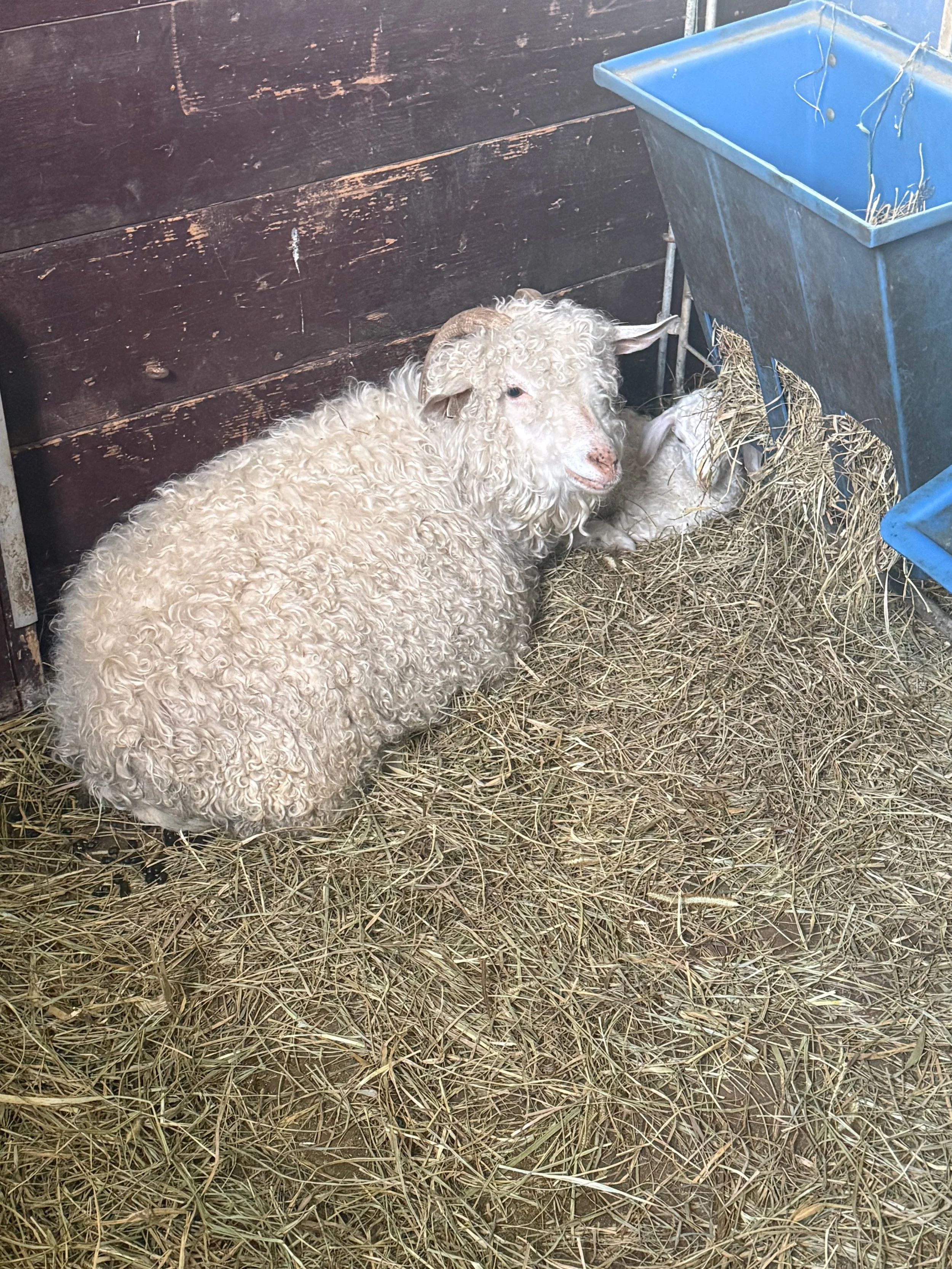 Mom and baby Angora goat resting