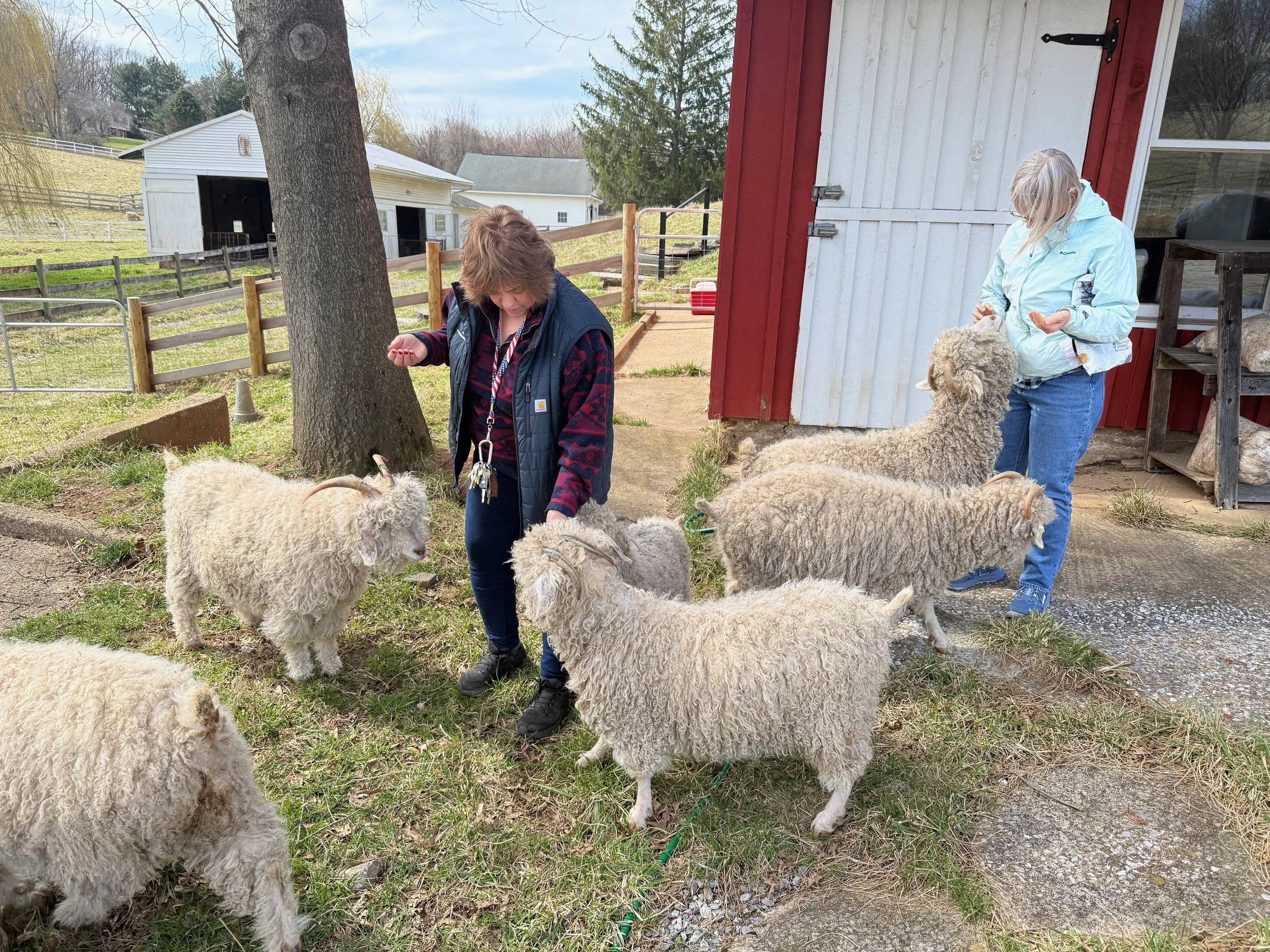 Angora goats enjoying spring