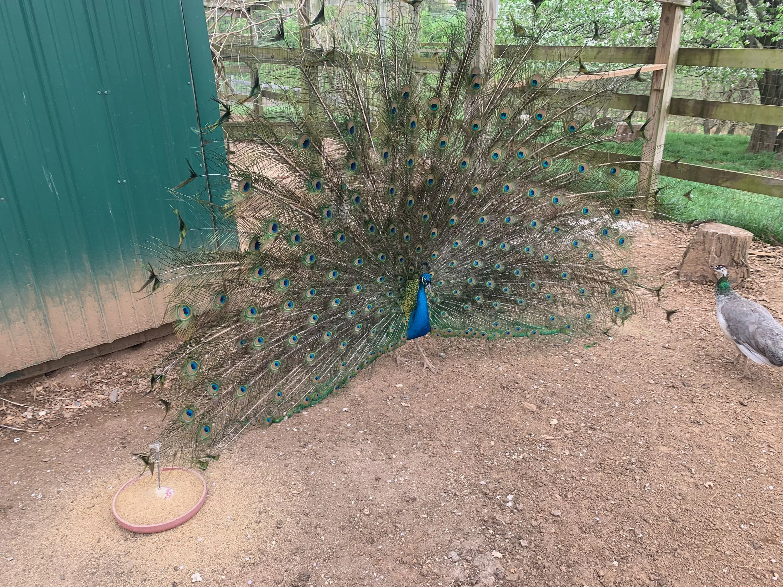 Peacock