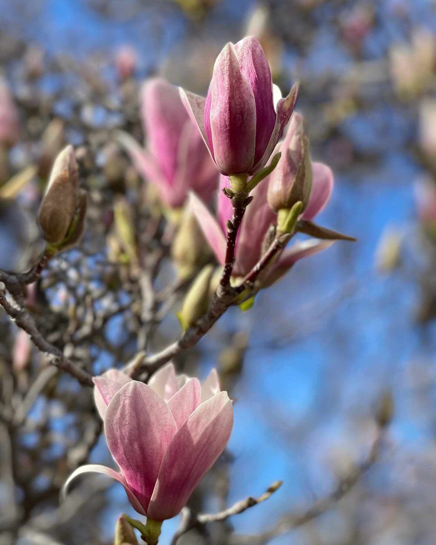 The tulip tree is blooming, the redbud has blooms, and the peony is starting to come up again. #signsofspring #okwx #backyard