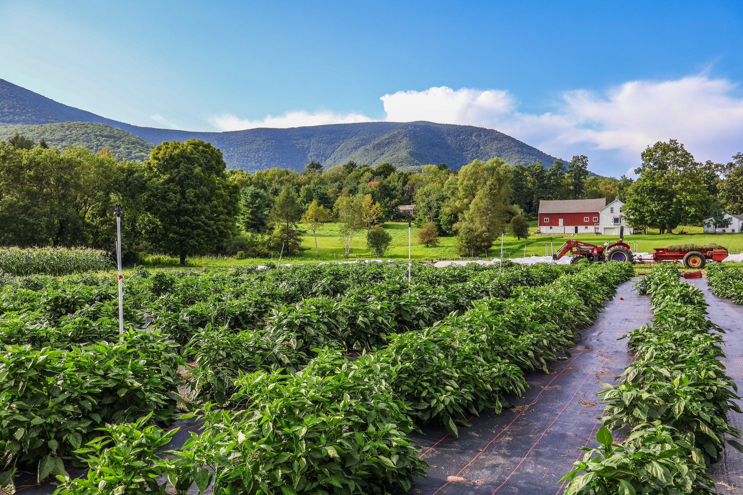 Earth Sky Time Community Farm_August 2024_1F3D6C2B-7F30-46F7-AB76-9C1910AB52AF.JPEG