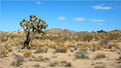 Yucca Valley