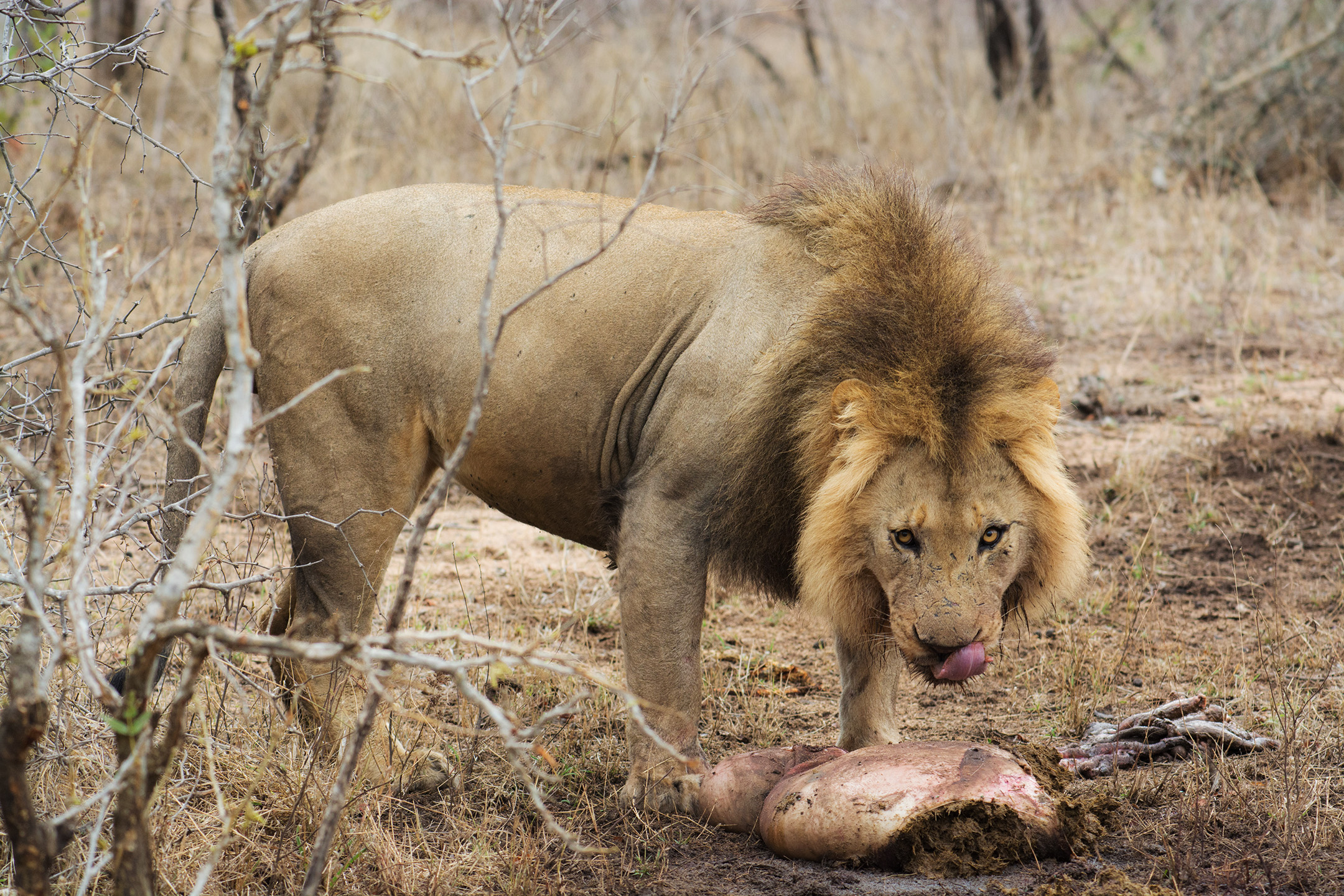 Lion Kill Hungry