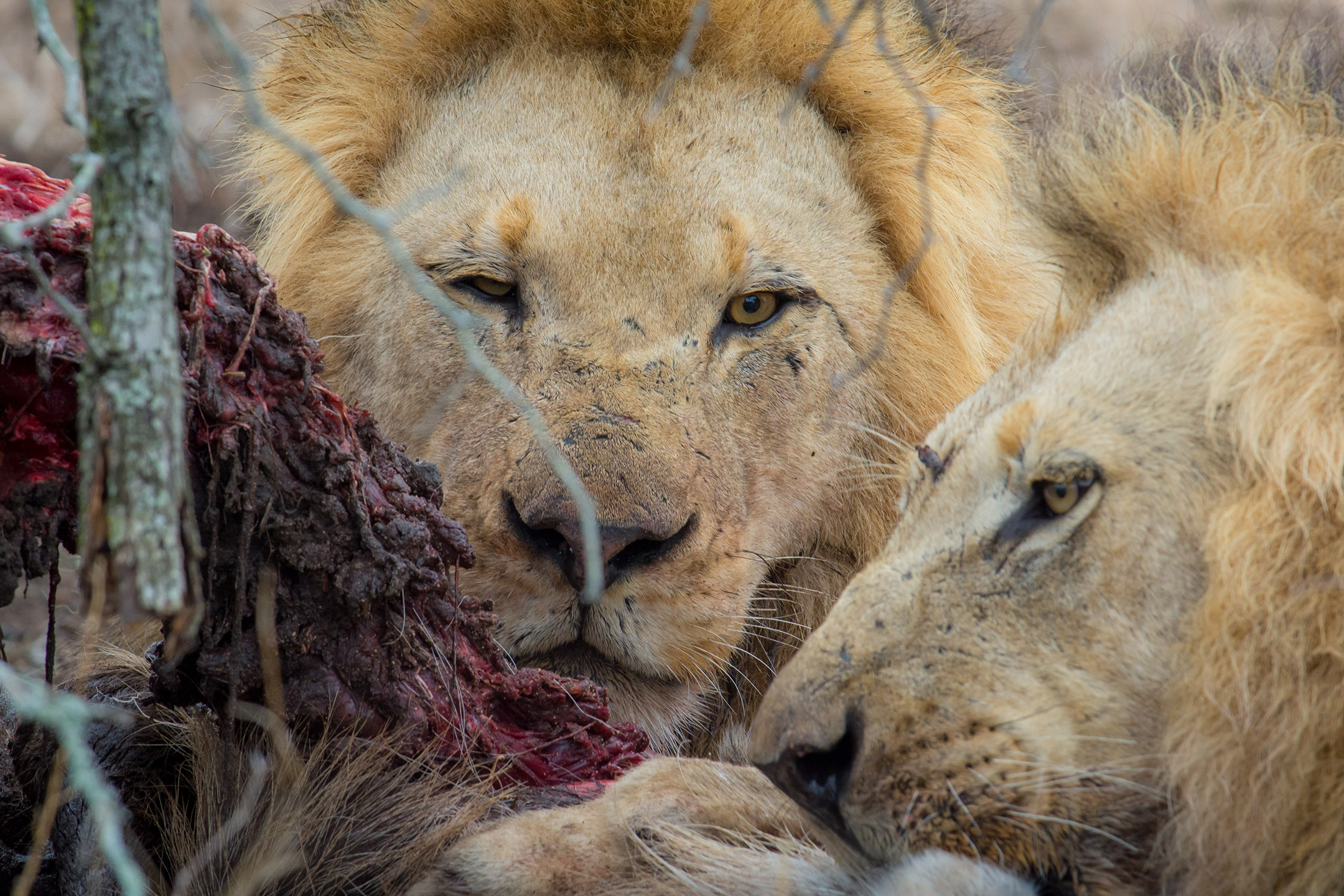 Lion Kill Closeup