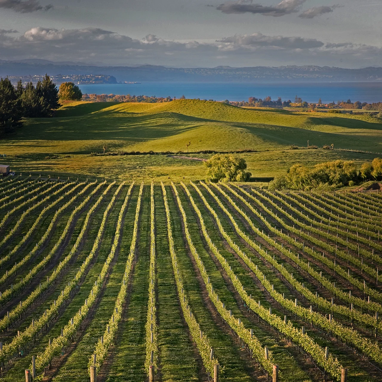 Millar Road Vineyard Autumn Square.jpeg