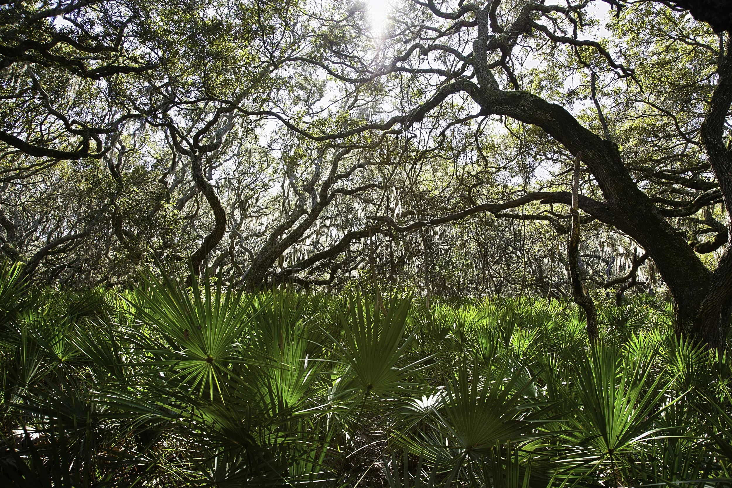 tree&palmshdr-Edit copy.jpg