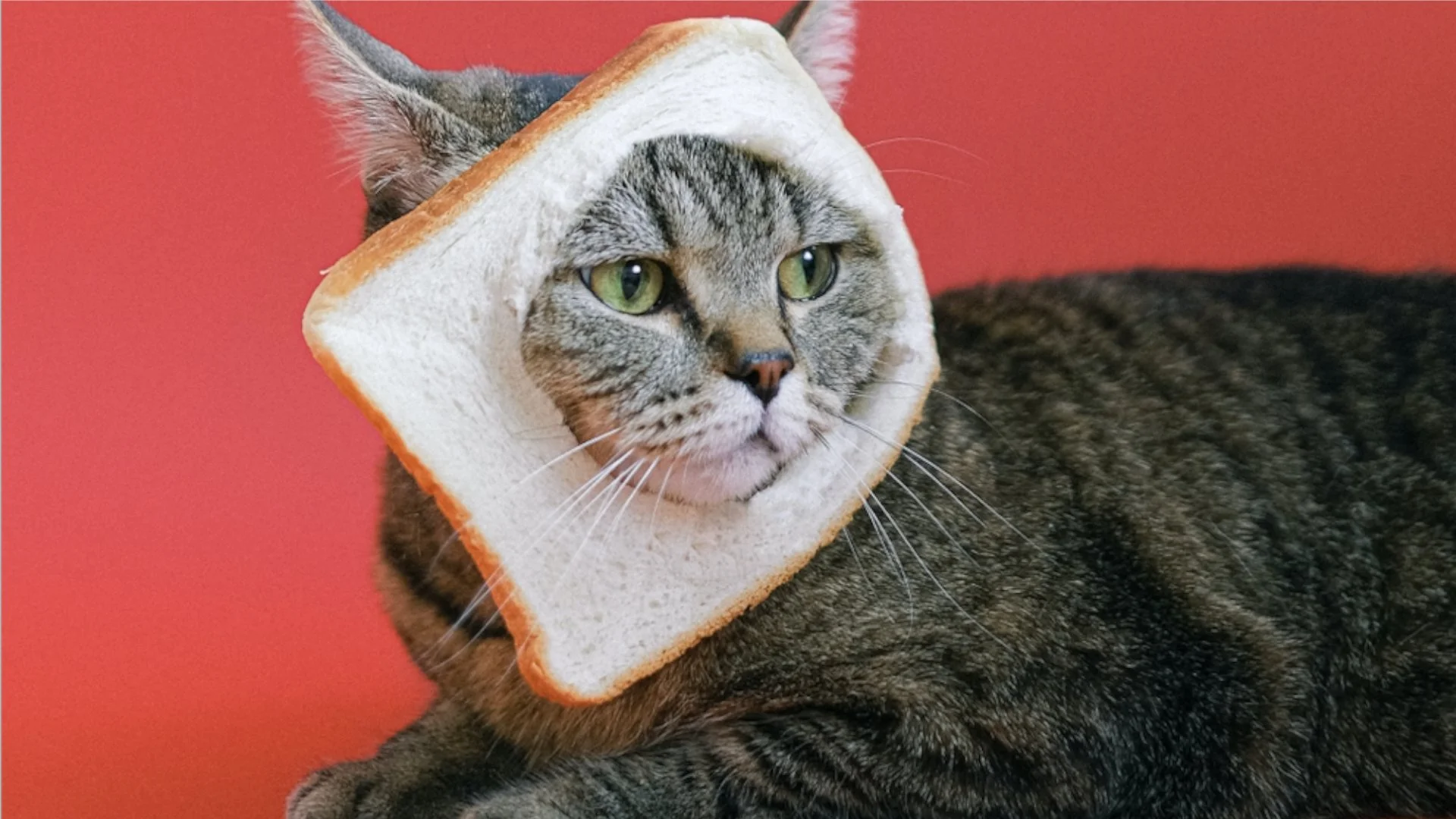 Cat Video Fest!