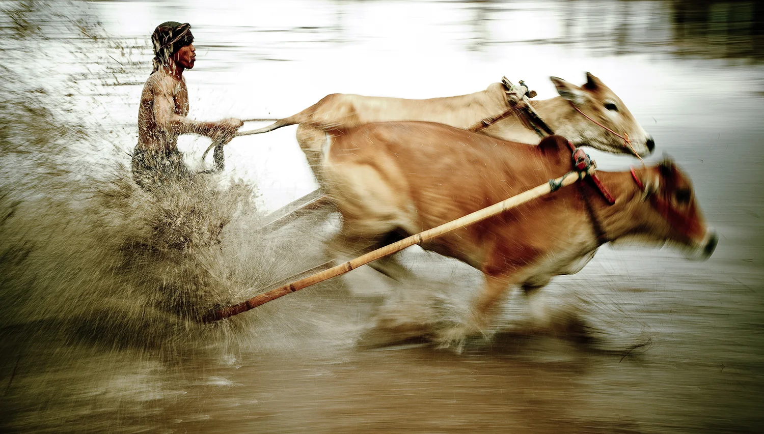Cow Racing (Pacu Jawi), Indonesia 2009