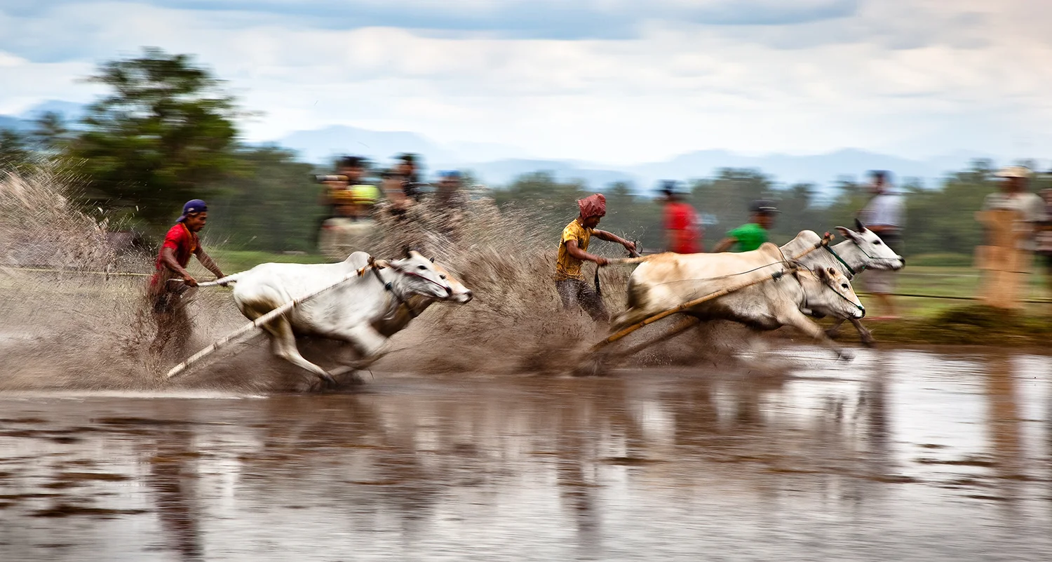 Cow Racing (Pacu Jawi), Indonesia 2009