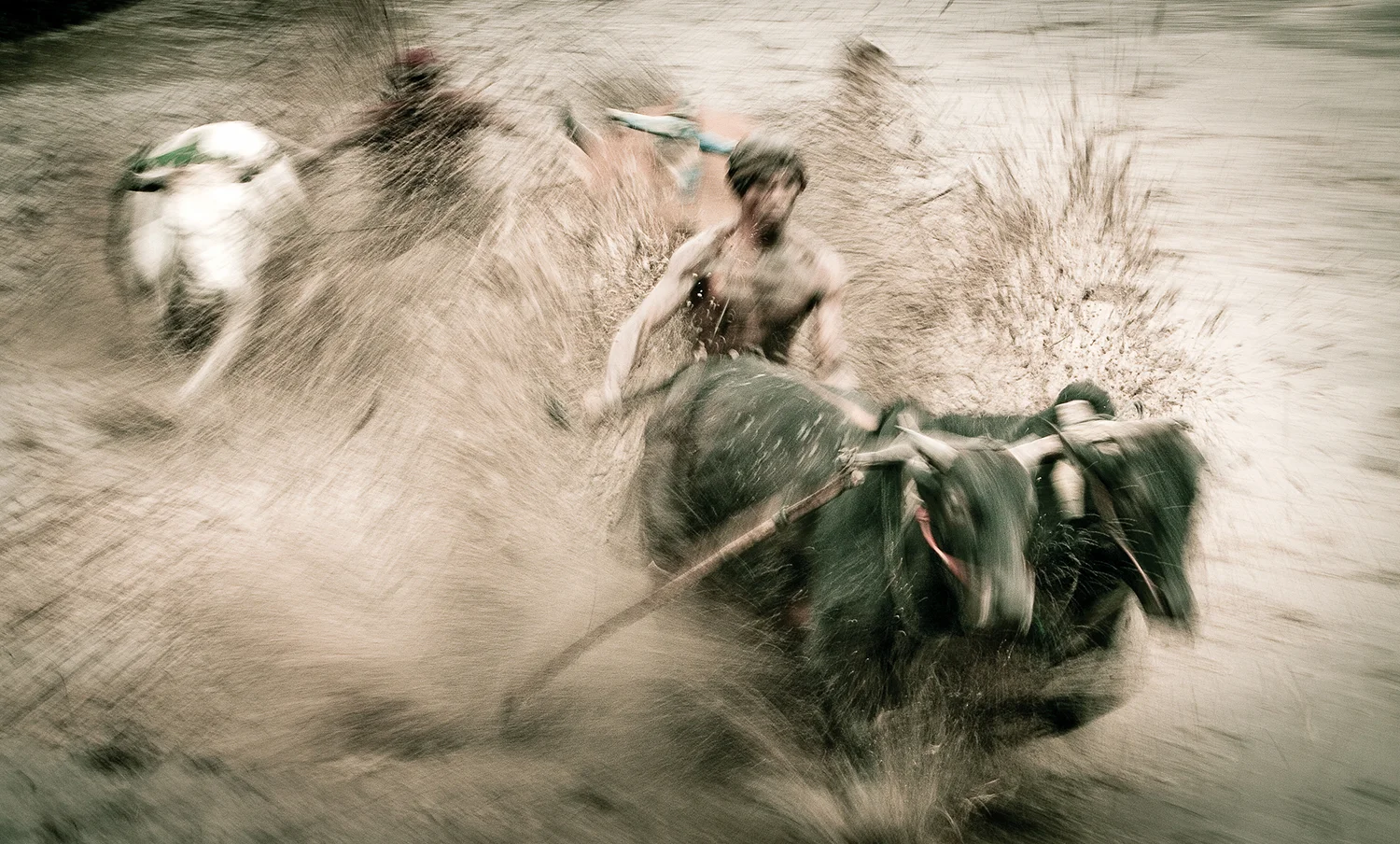 Cow Racing (Pacu Jawi), Indonesia 2009