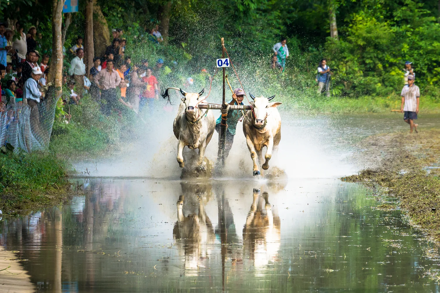 Cow Racing, Chau Doc, Vietnam